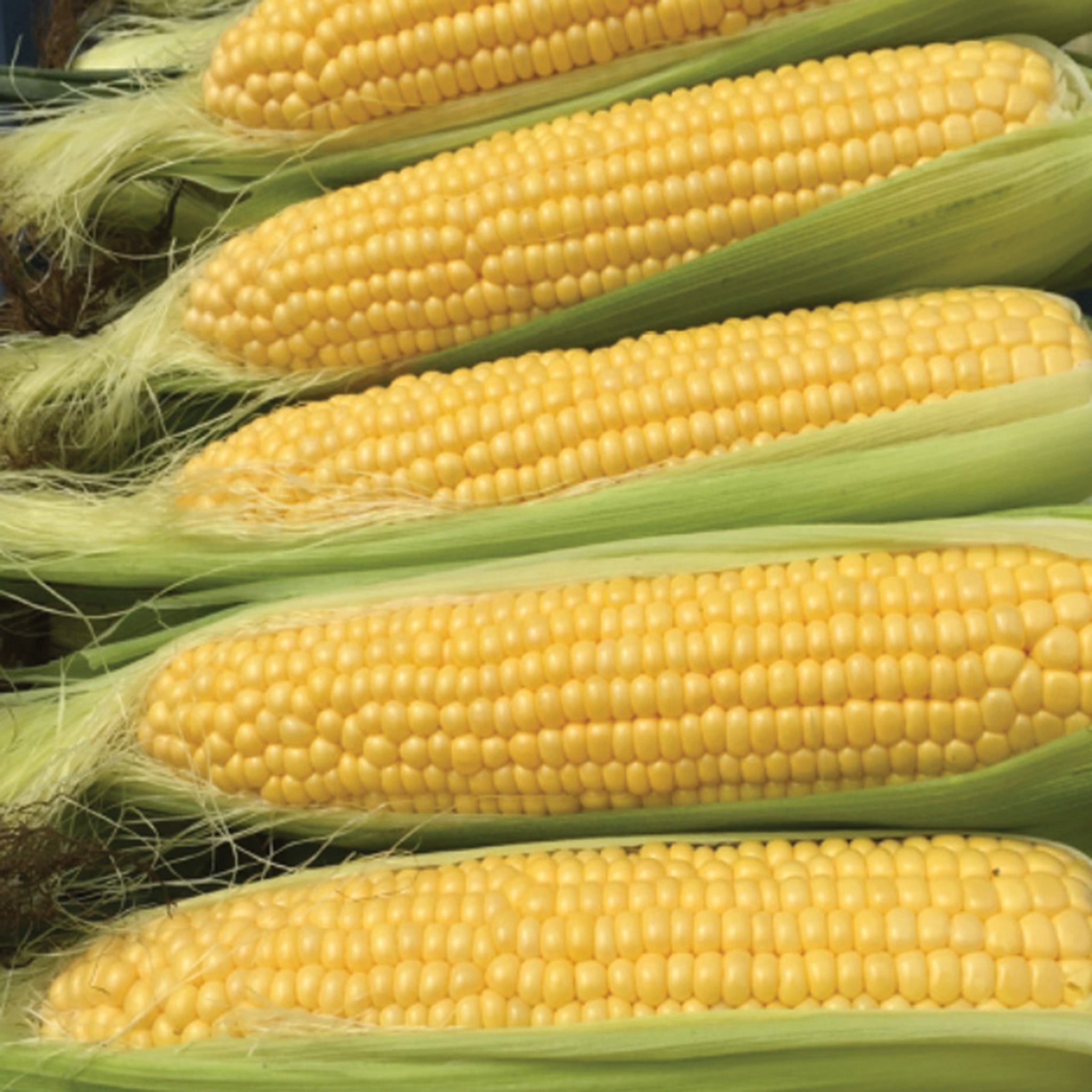 Sweet Corn, Moonshine Yellow Hybrid, Treated.
