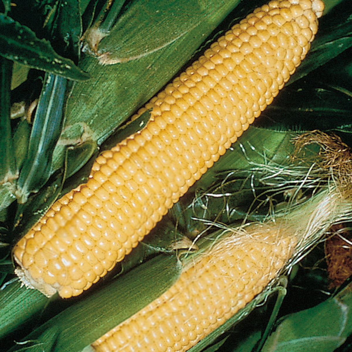 Sweet Corn, Jubilee Yellow Hybrid, Treated