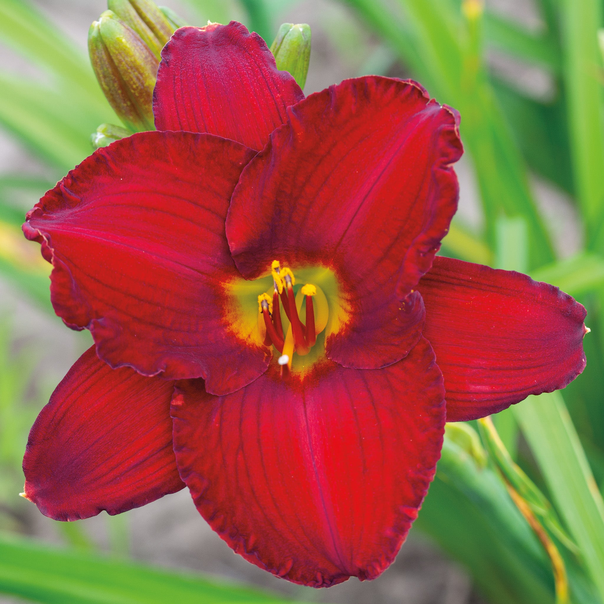 Daylily, Red Pinocchio
