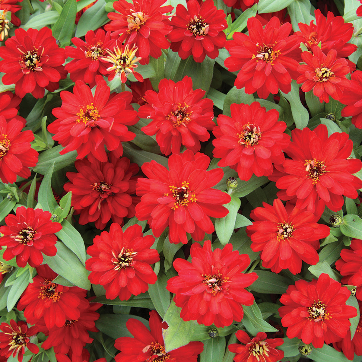 Zinnia, Profusion Double Red Hybrid