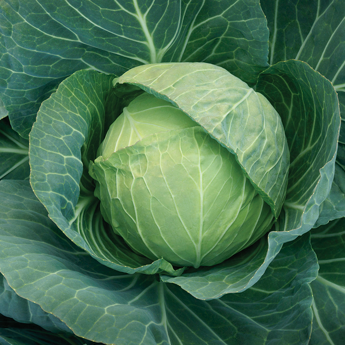 Cabbage, Headstart Hybrid
