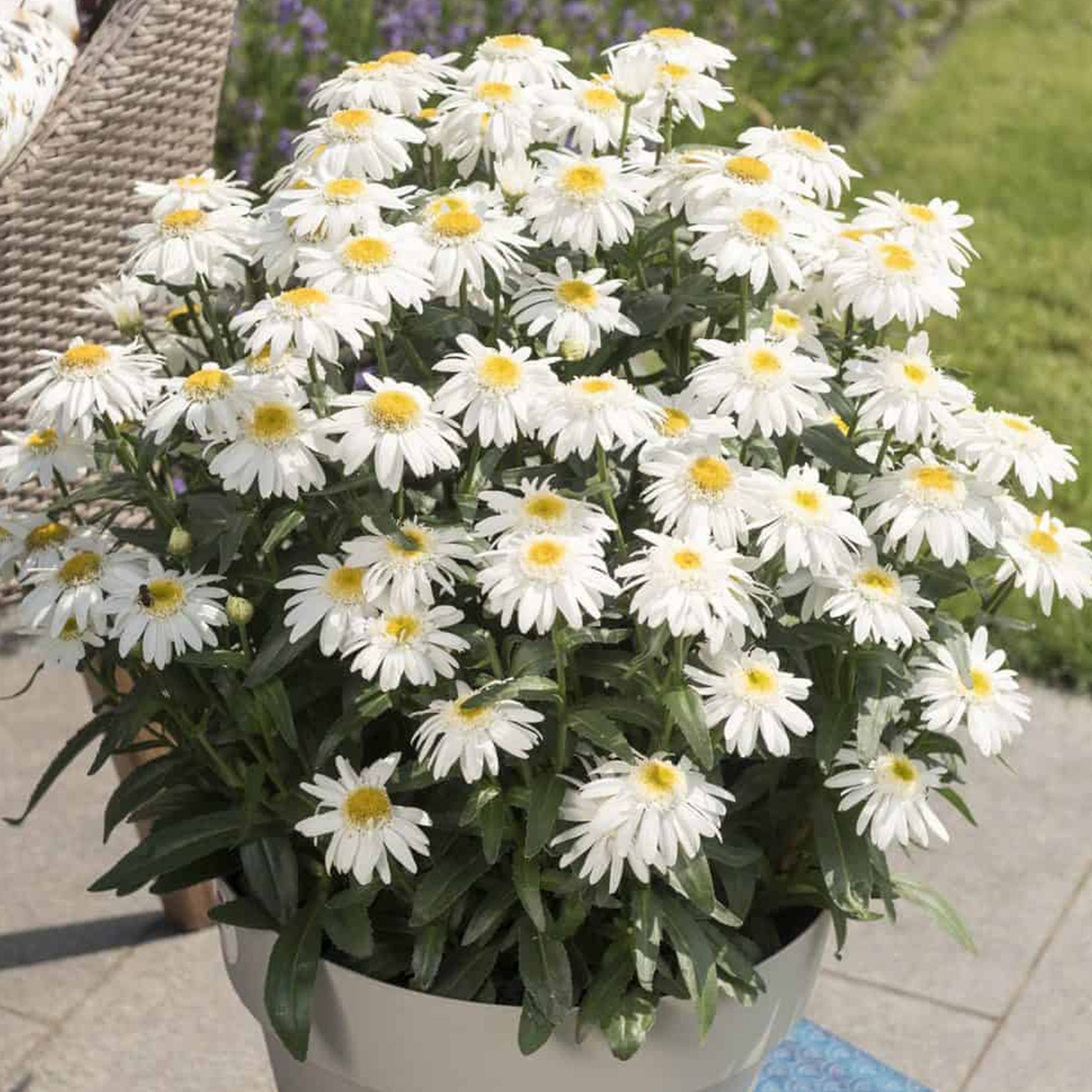 Shasta Daisy, Sweet Daisy™ Birdy