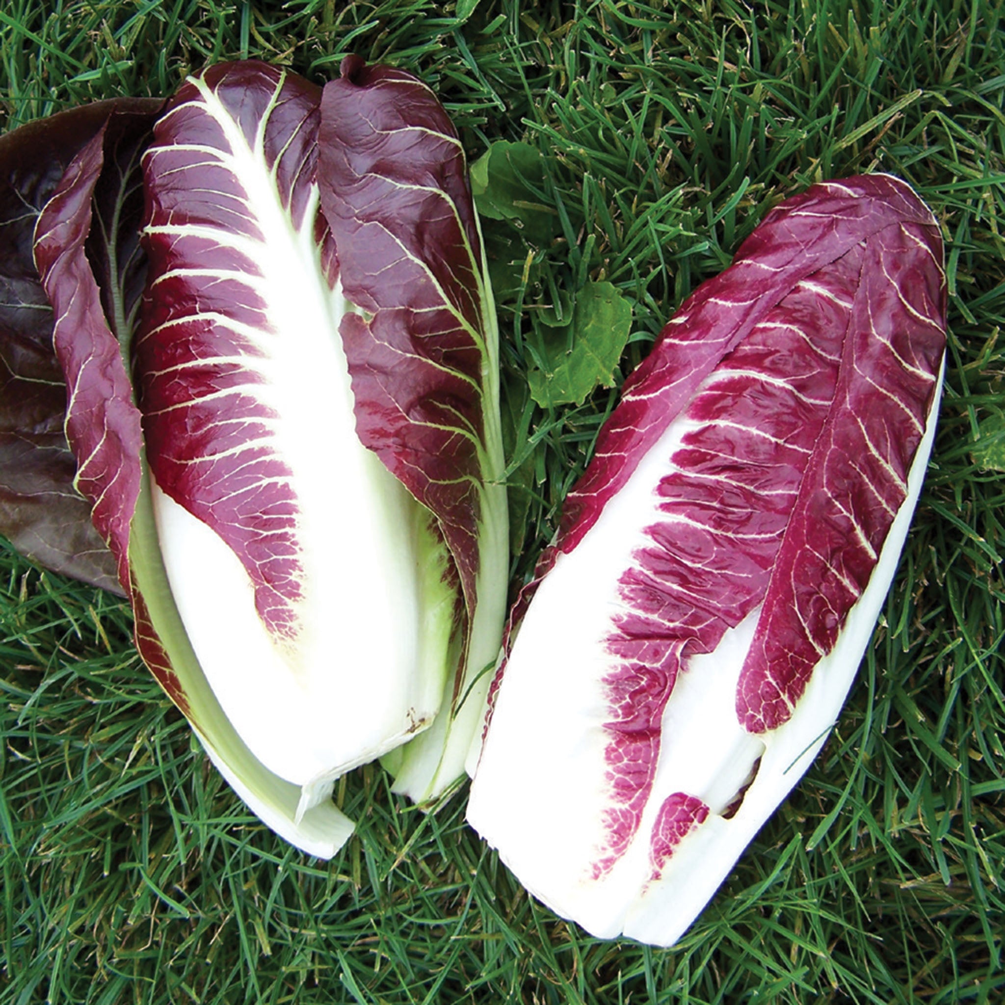 Radicchio, Fiero Hybrid