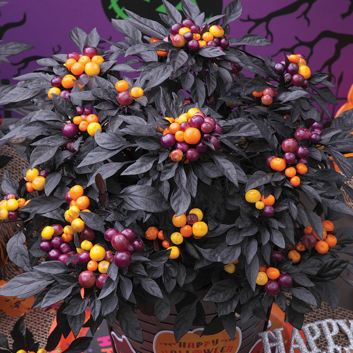 Pepper, Ornamental, Onyx™ Orange Hybrid