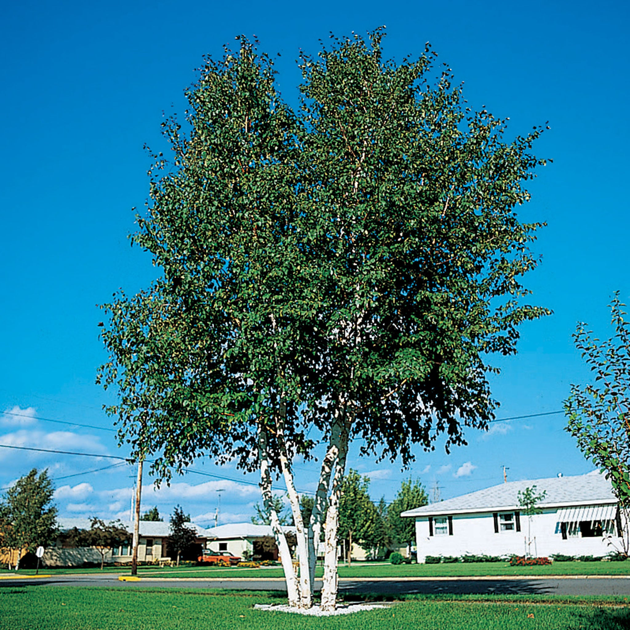 Birch, Whitespire (2-3 ft)