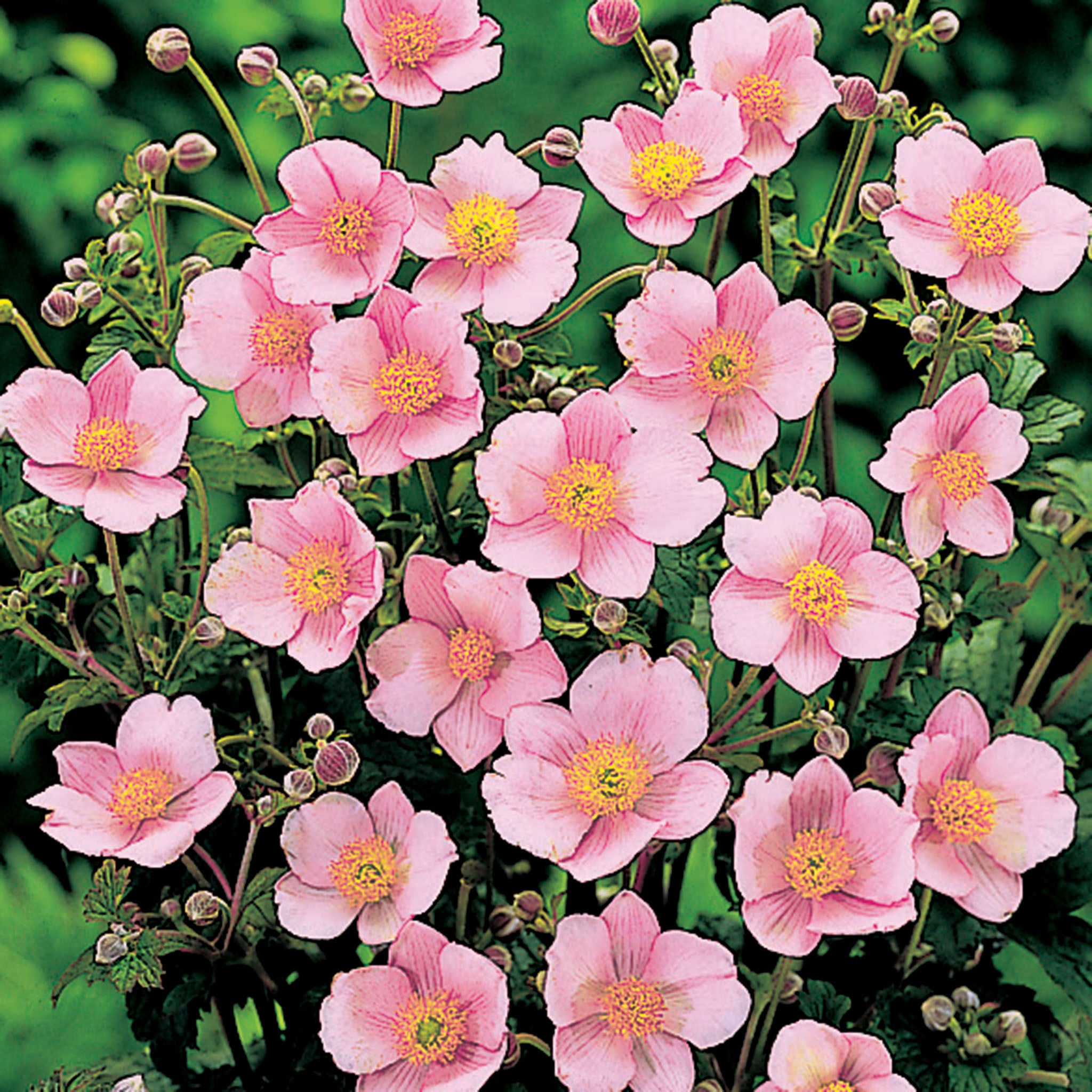 Anemone, Robustissima