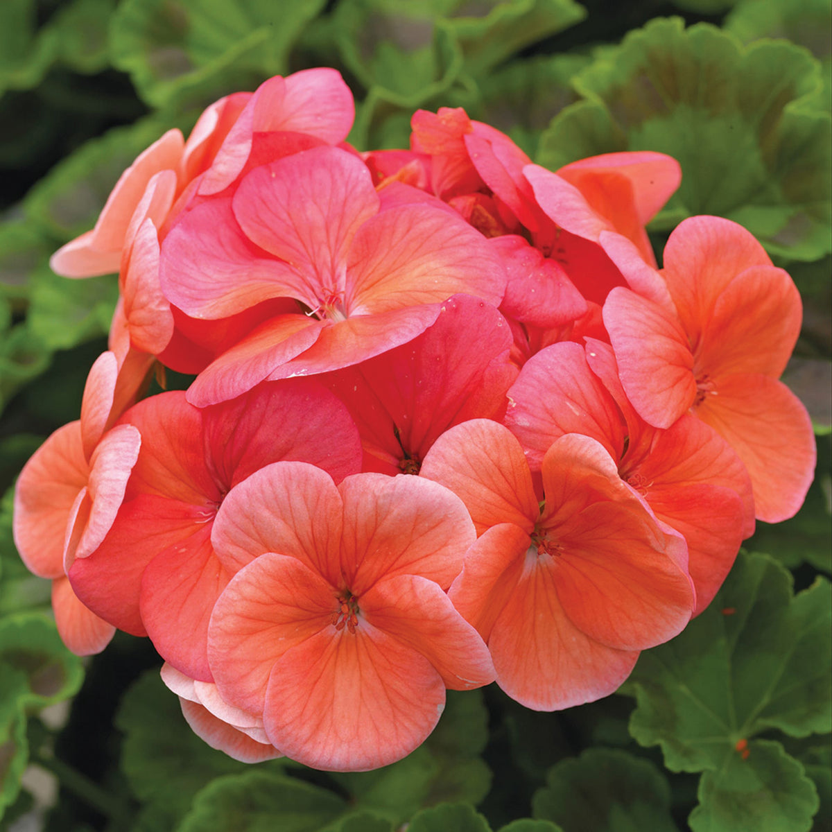 Geranium, Pinto™ Premium Deep Salmon Hybrid
