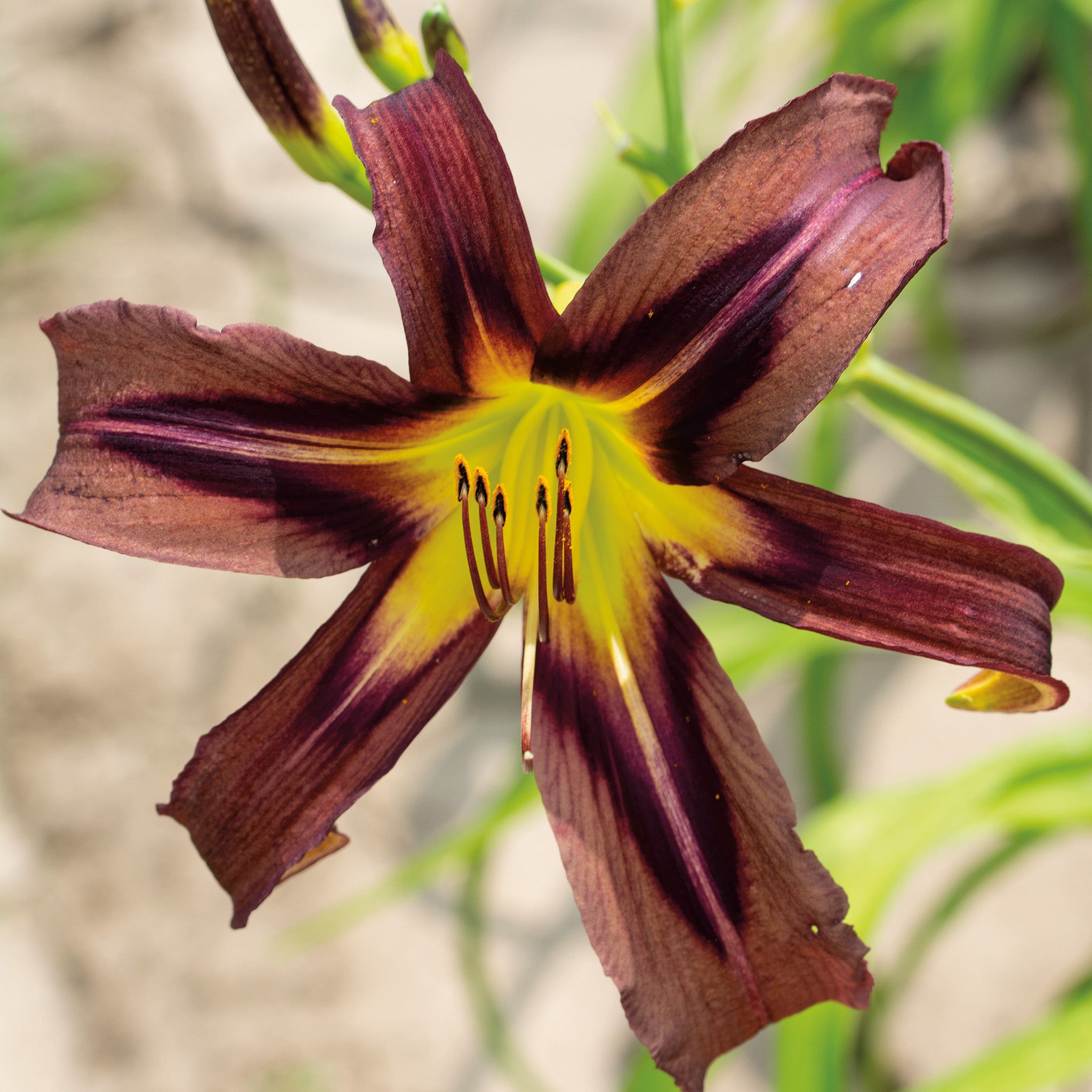 Daylily, Black Arrowhead