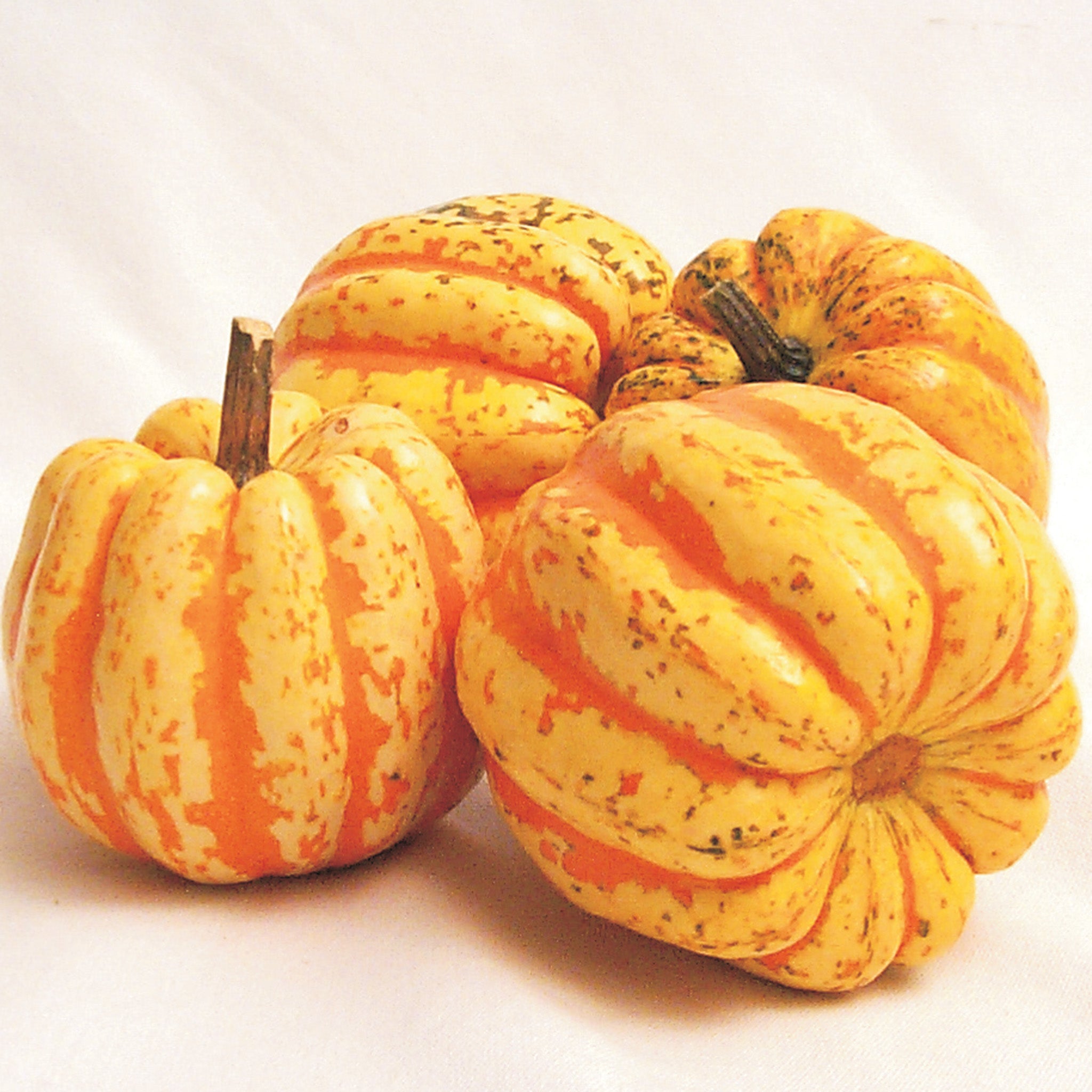 Squash, Winter, Celebration Hybrid