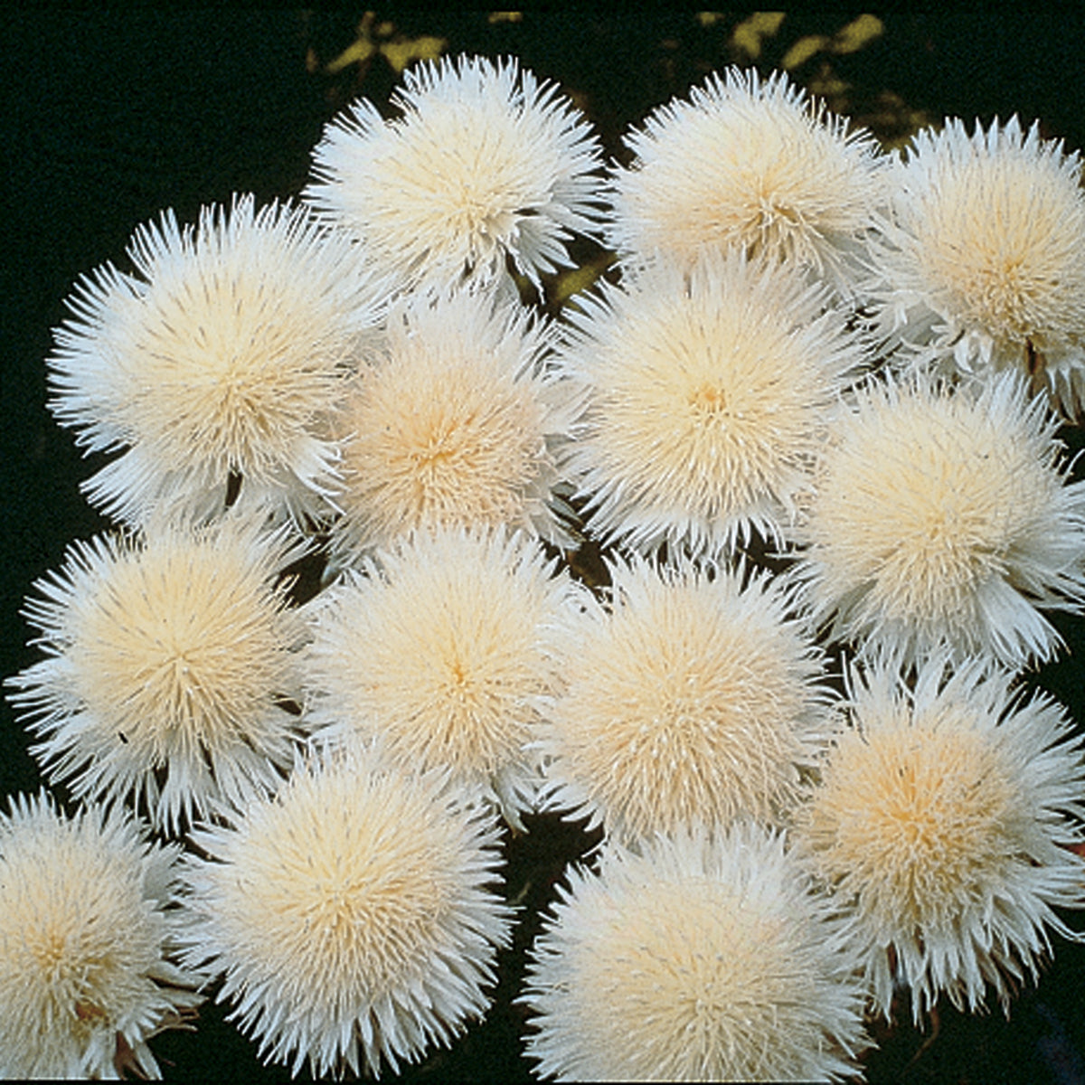 Centaurea, The Bride