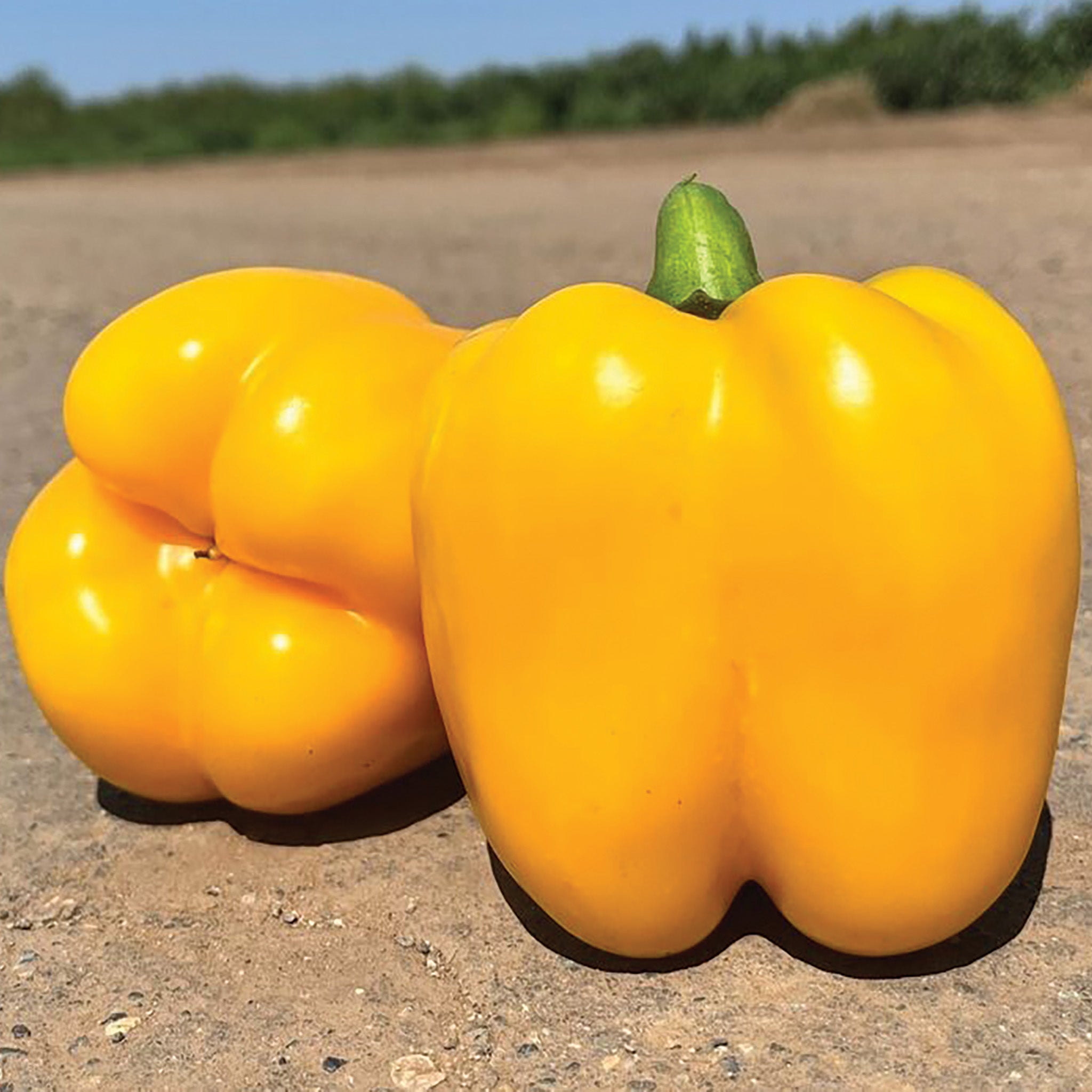 Pepper, Sweet, Sun Haven Hybrid