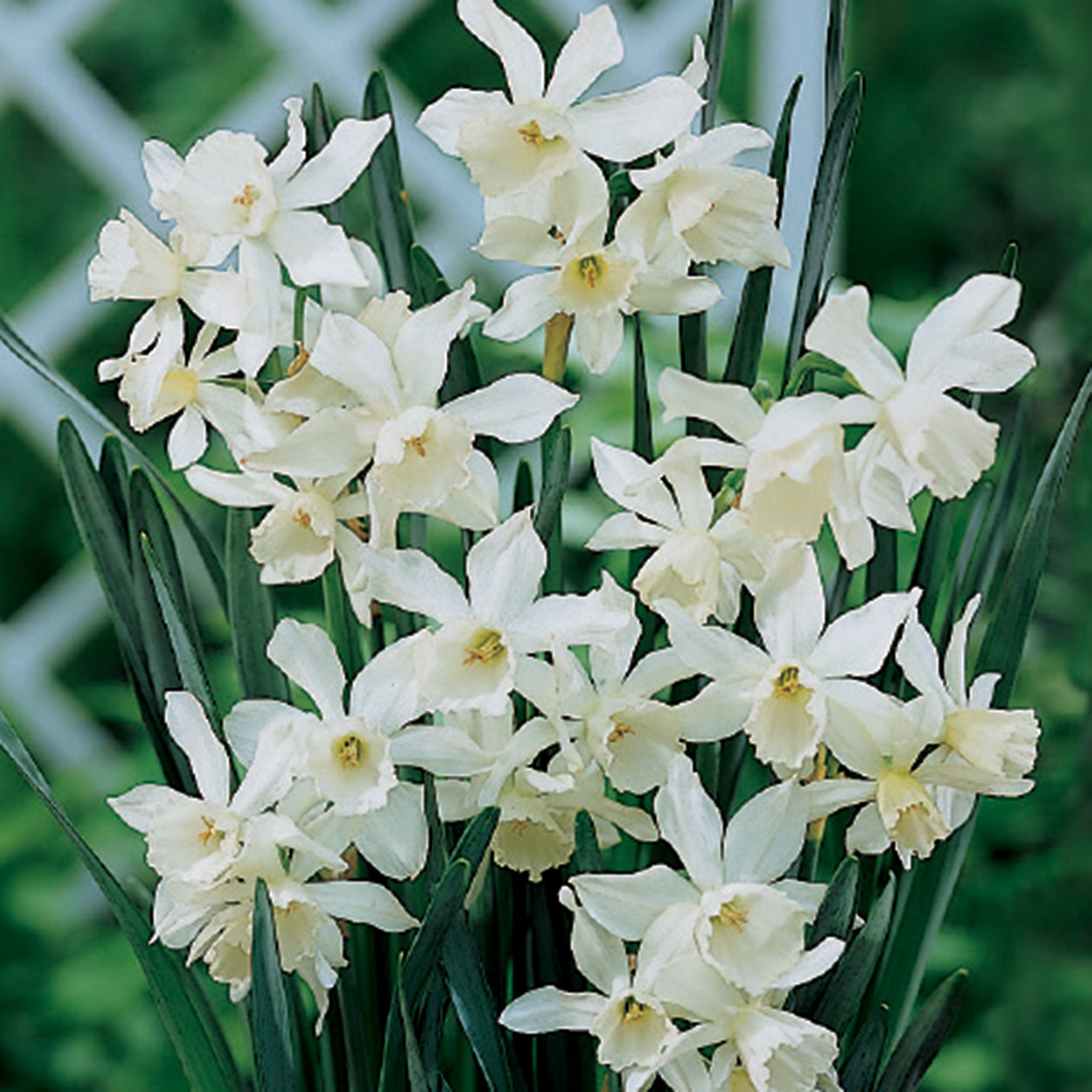 Daffodil, Thalia, 10 Pack