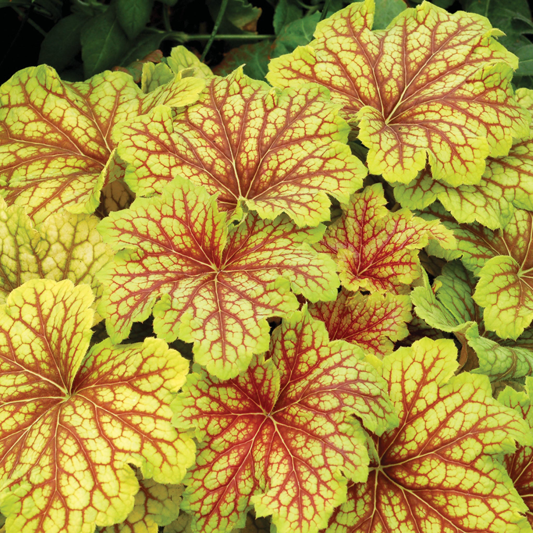 Heuchera, Red Lightning
