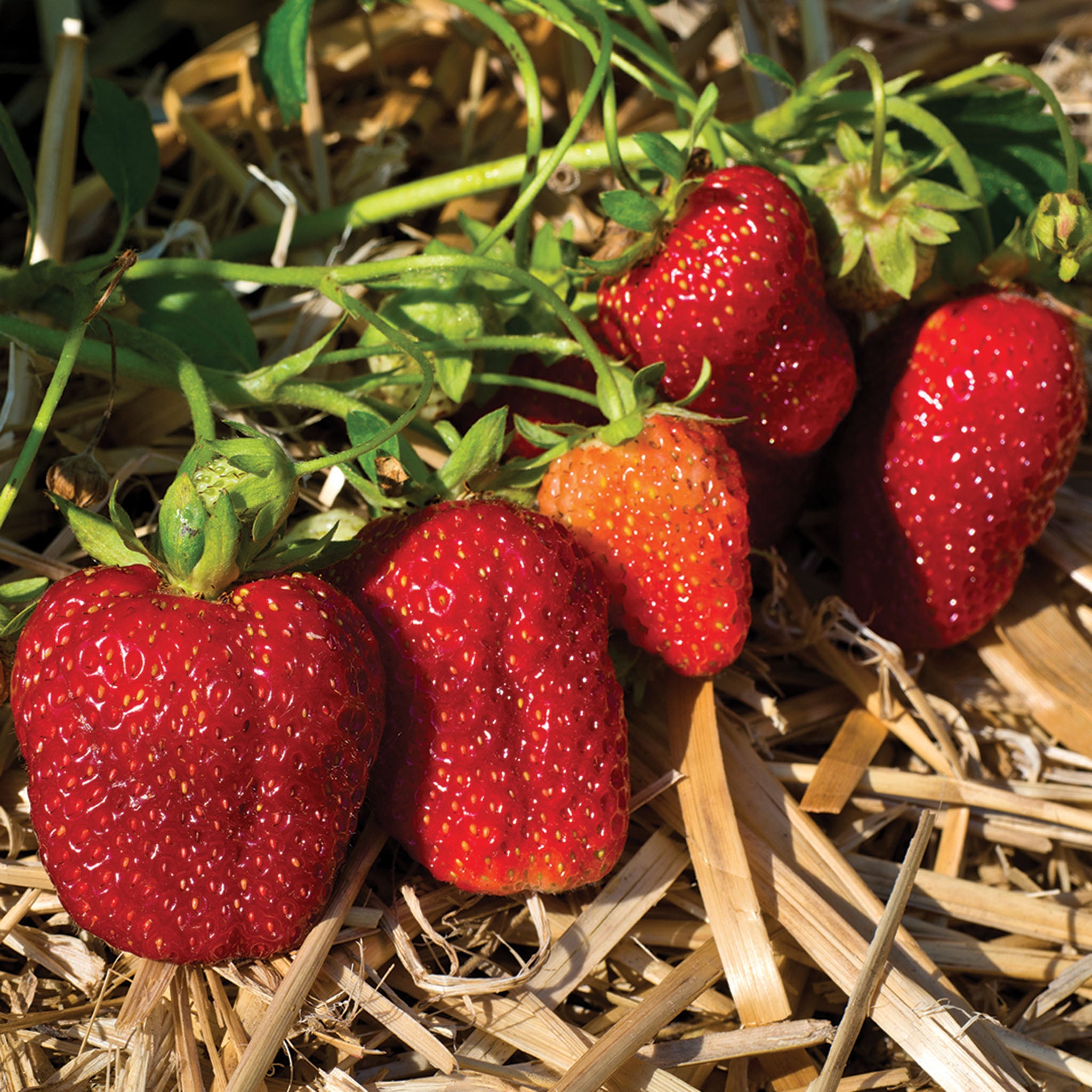 Strawberry, Everbearing, Albion, 25 Plants