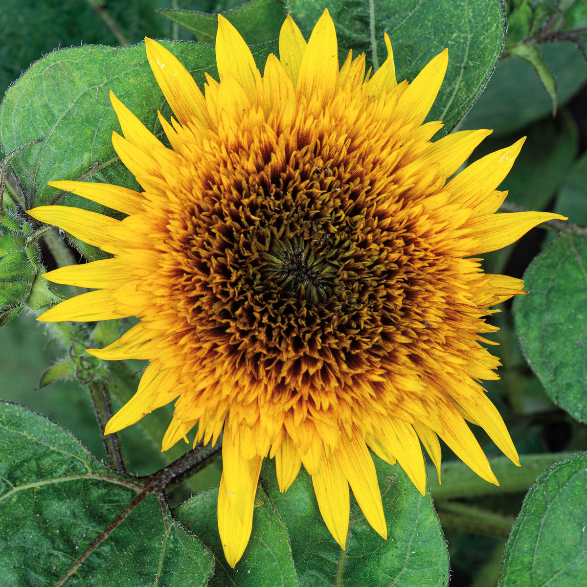 Sunflower, Firefox