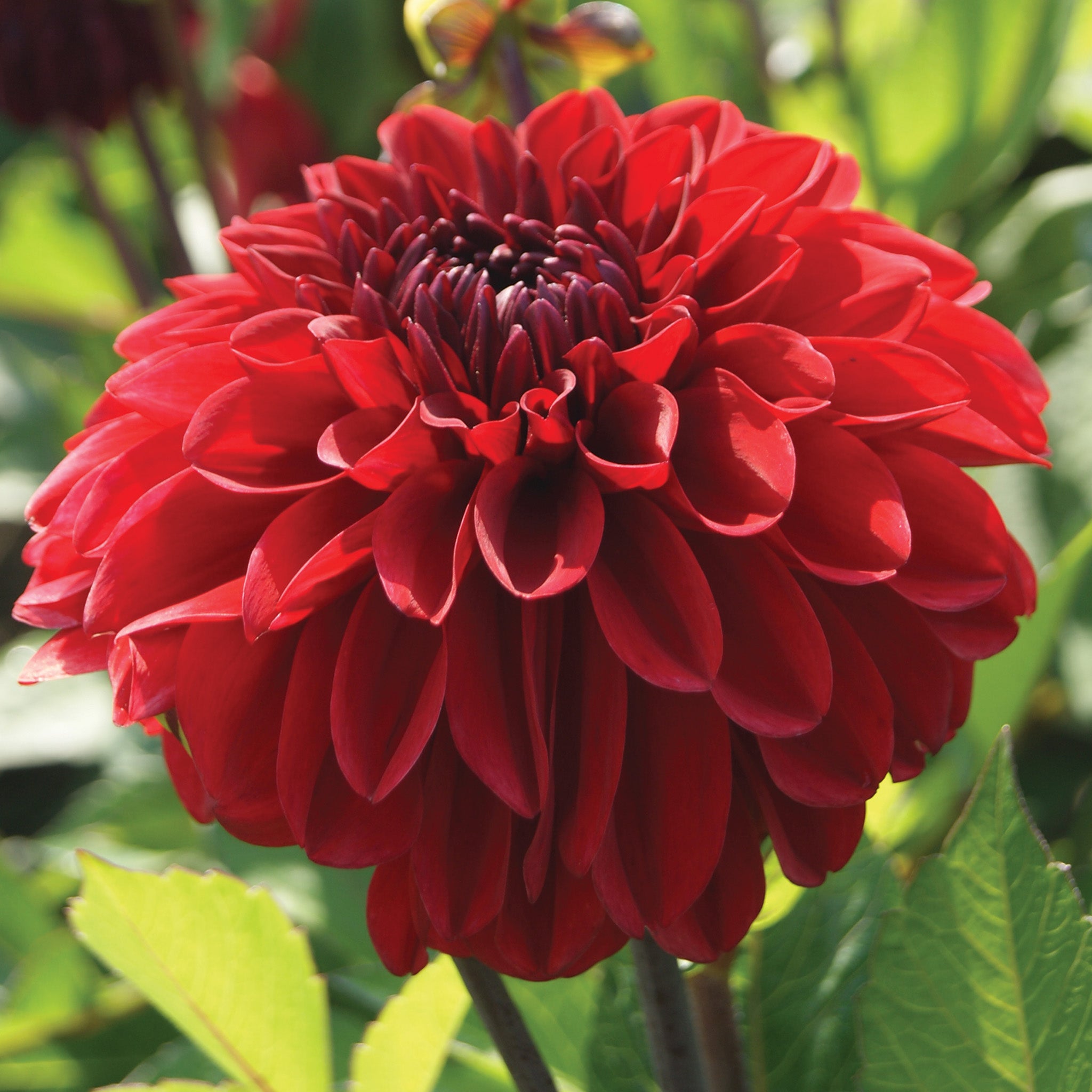 Dahlia, GoGo Red
