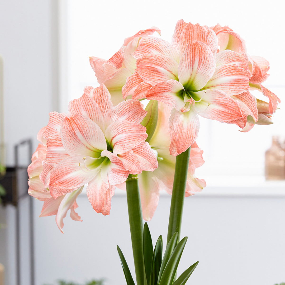 Amaryllis, Giant Amadeus