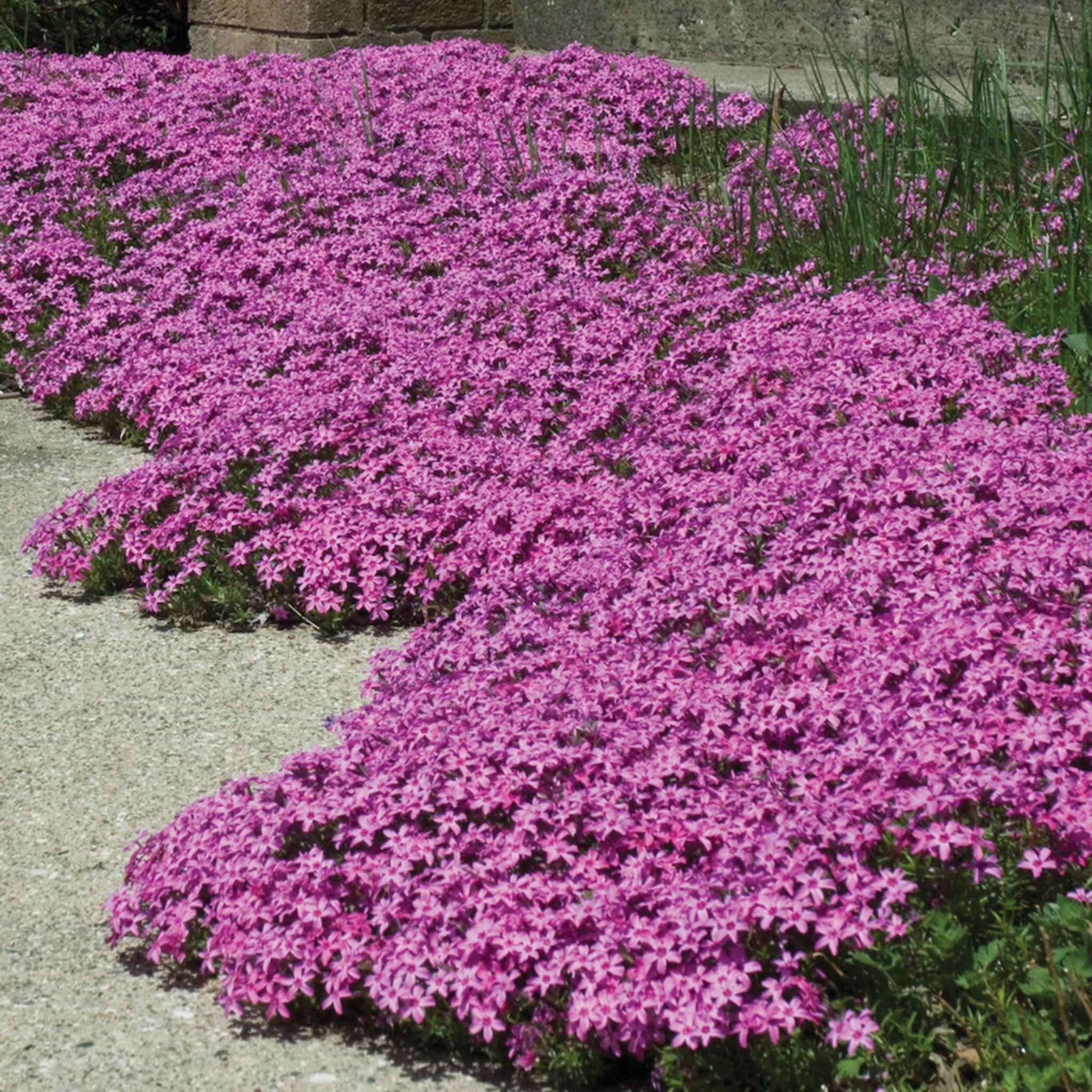 Phlox, Creeping, Wine Red