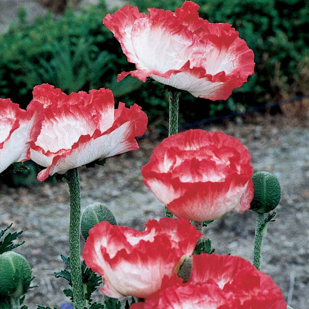 Poppy, Oriental, Place Pigalle