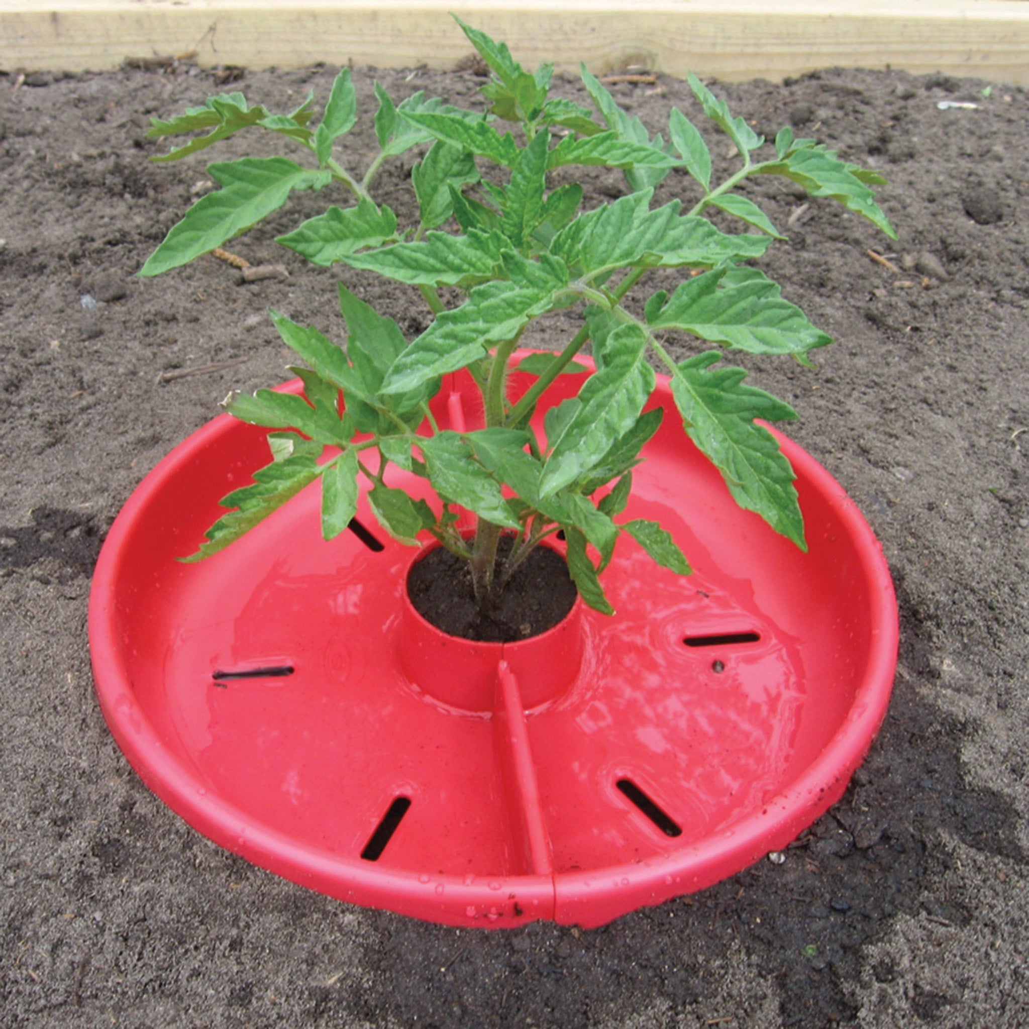 Tomato Crater, 3 Pack