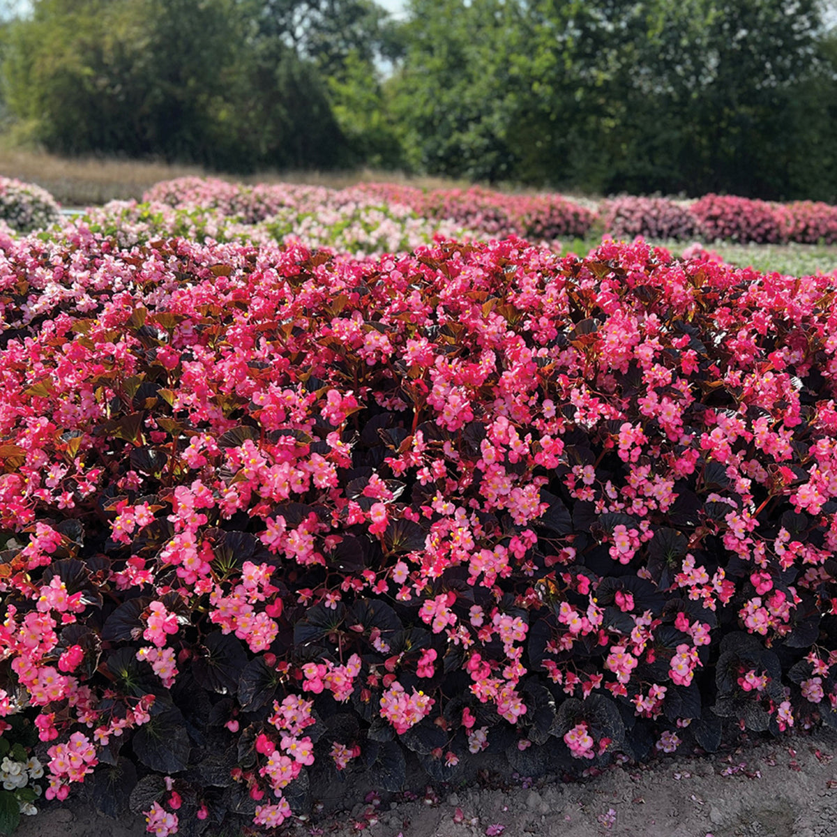 Begonia, Stonehedge™ Rose Bronze Leaf Hybrid
