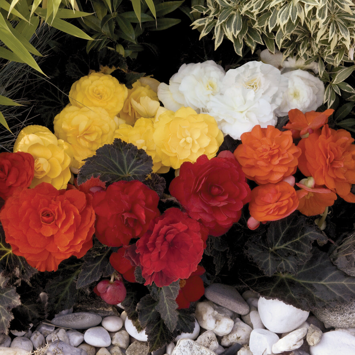 Begonia, Nonstop® Mocha Mix Hybrid