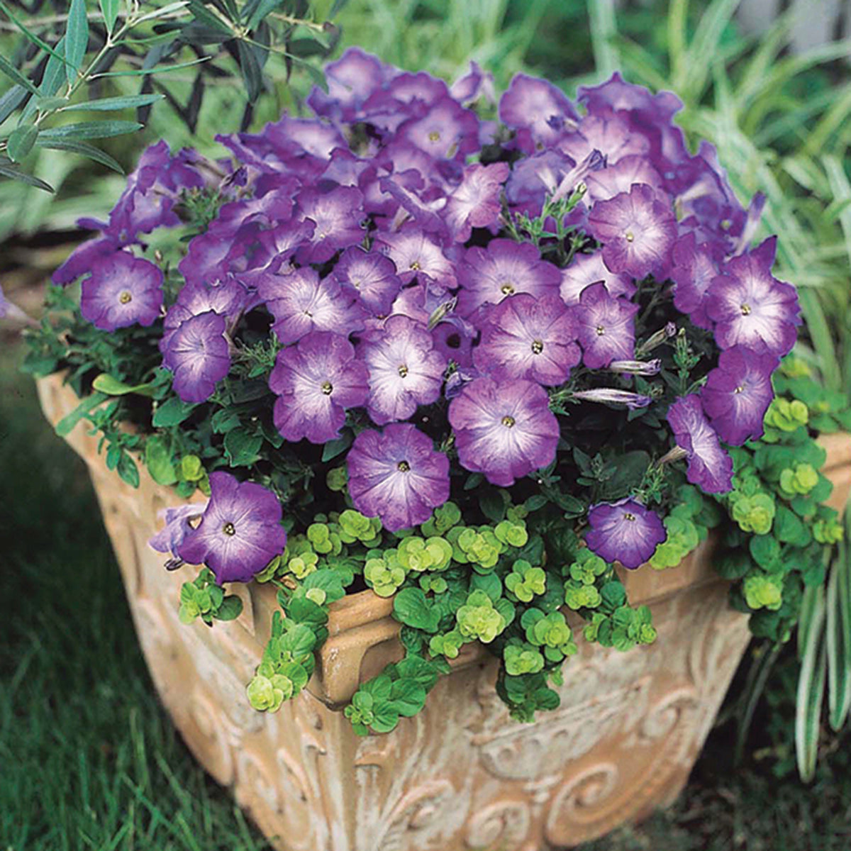 Petunia, Merlin Blue Morn Hybrid