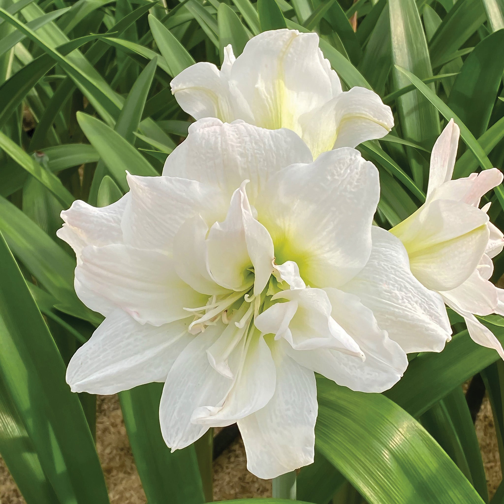 Amaryllis, Arctic Nymph