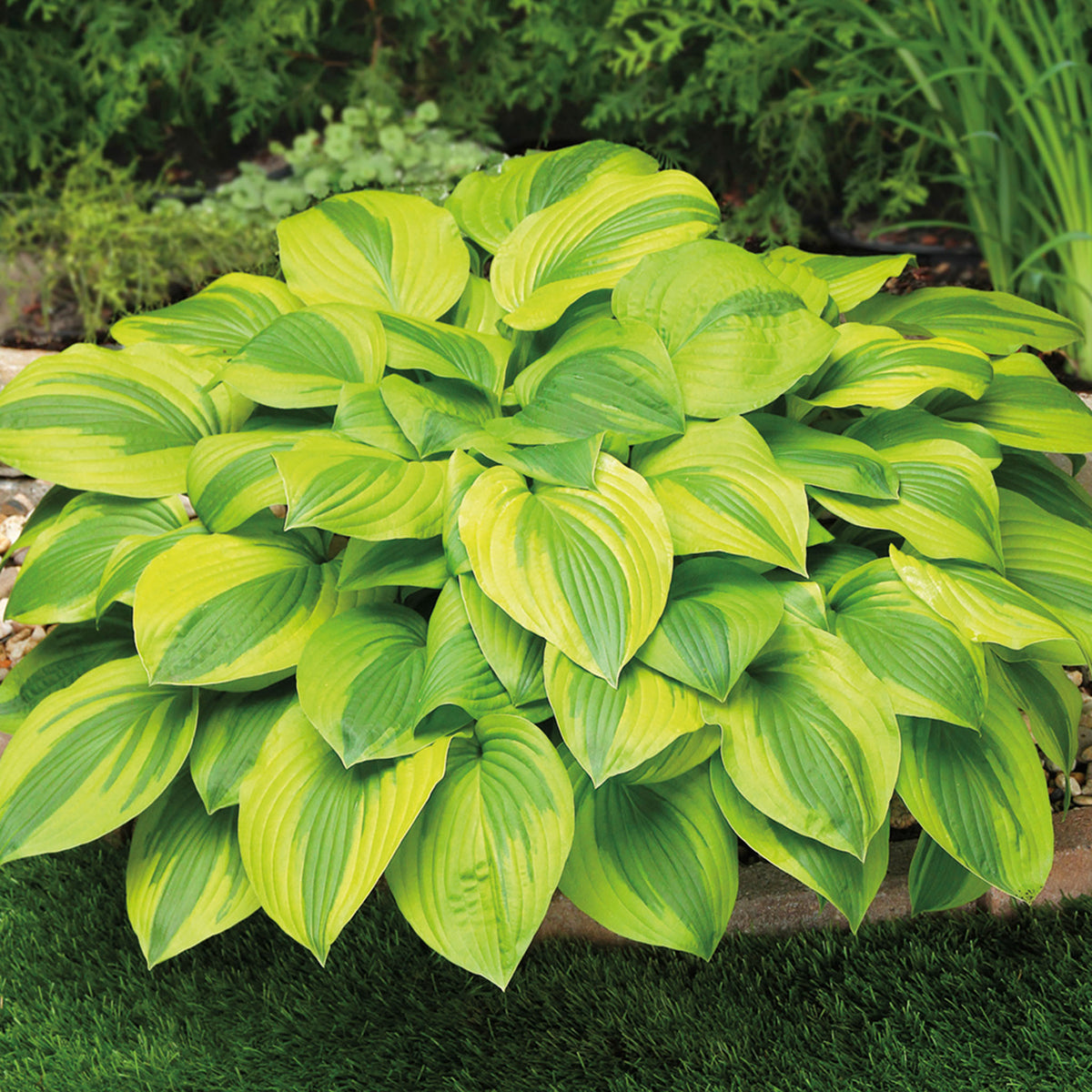 Hosta, Velvet Moon