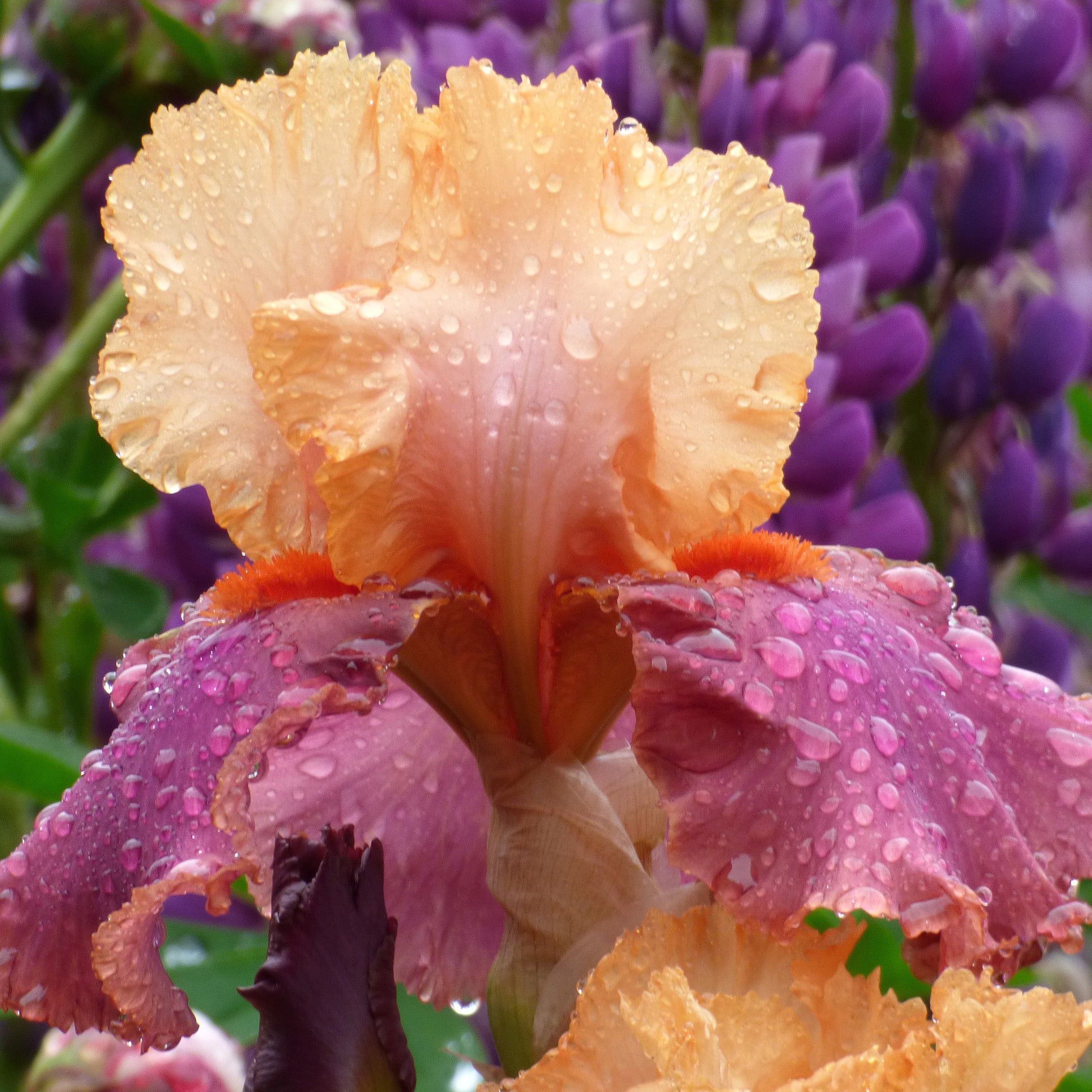 Iris, Bearded, Frimousse