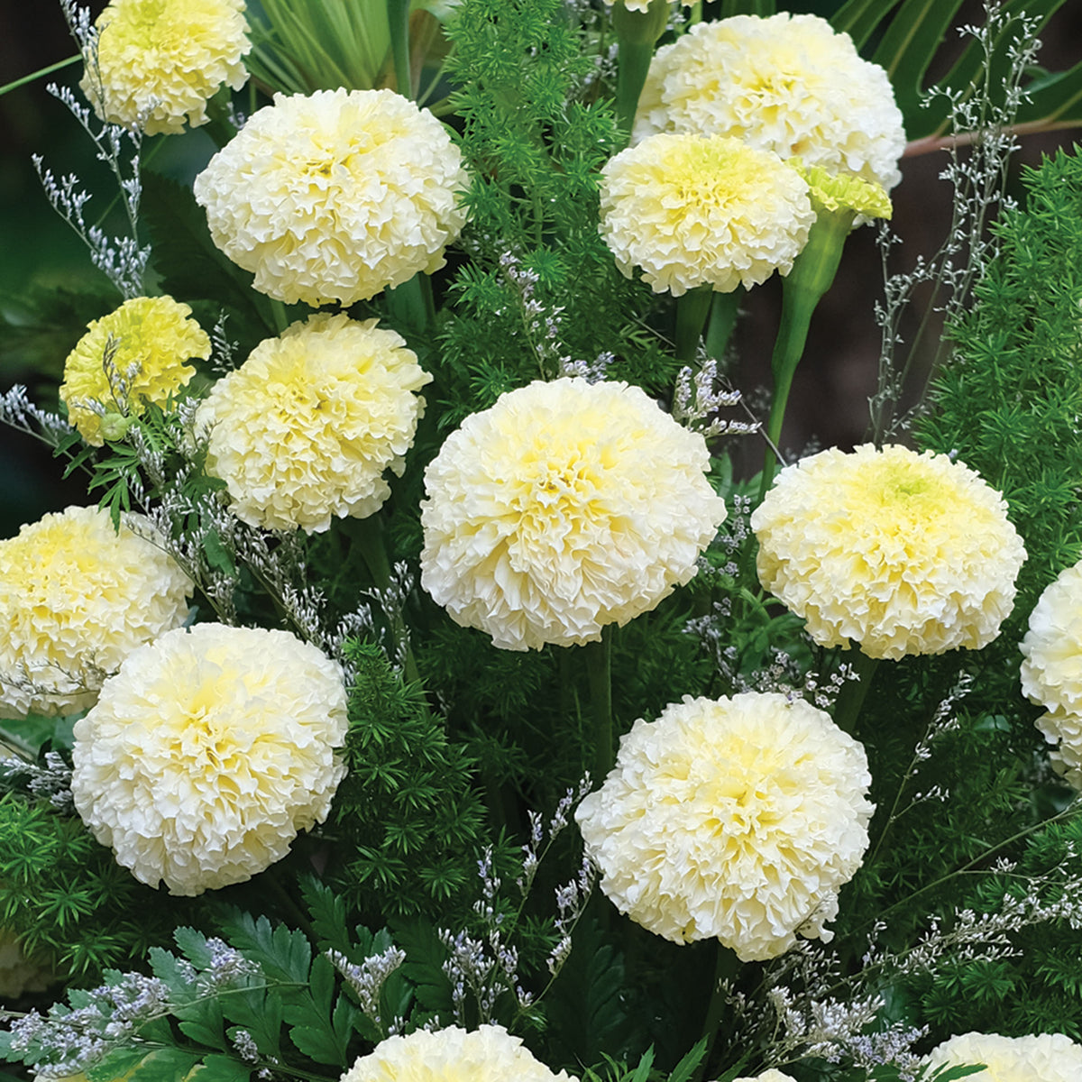 Marigold, White Swan Hybrid