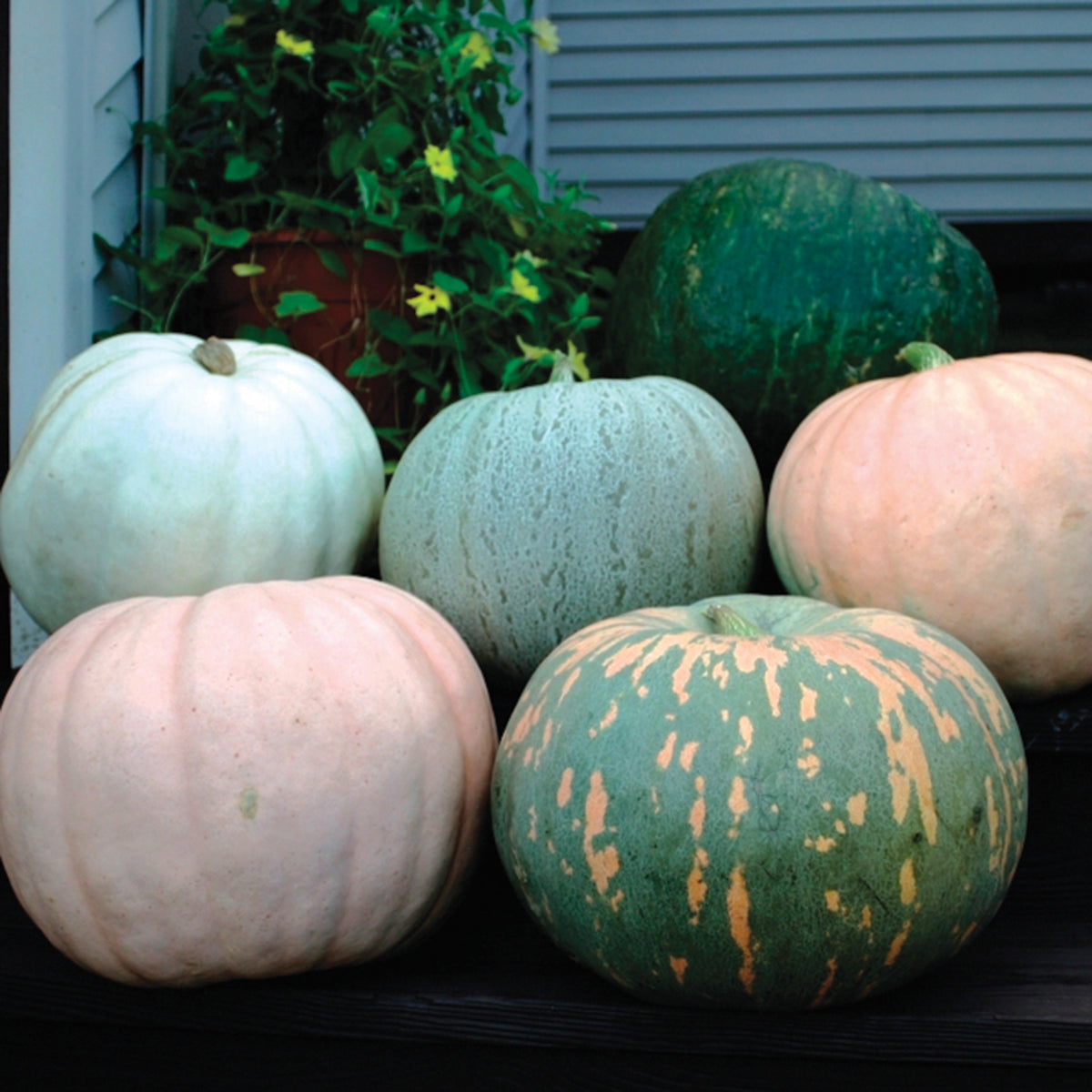 Pumpkins, Small World of Color Blend
