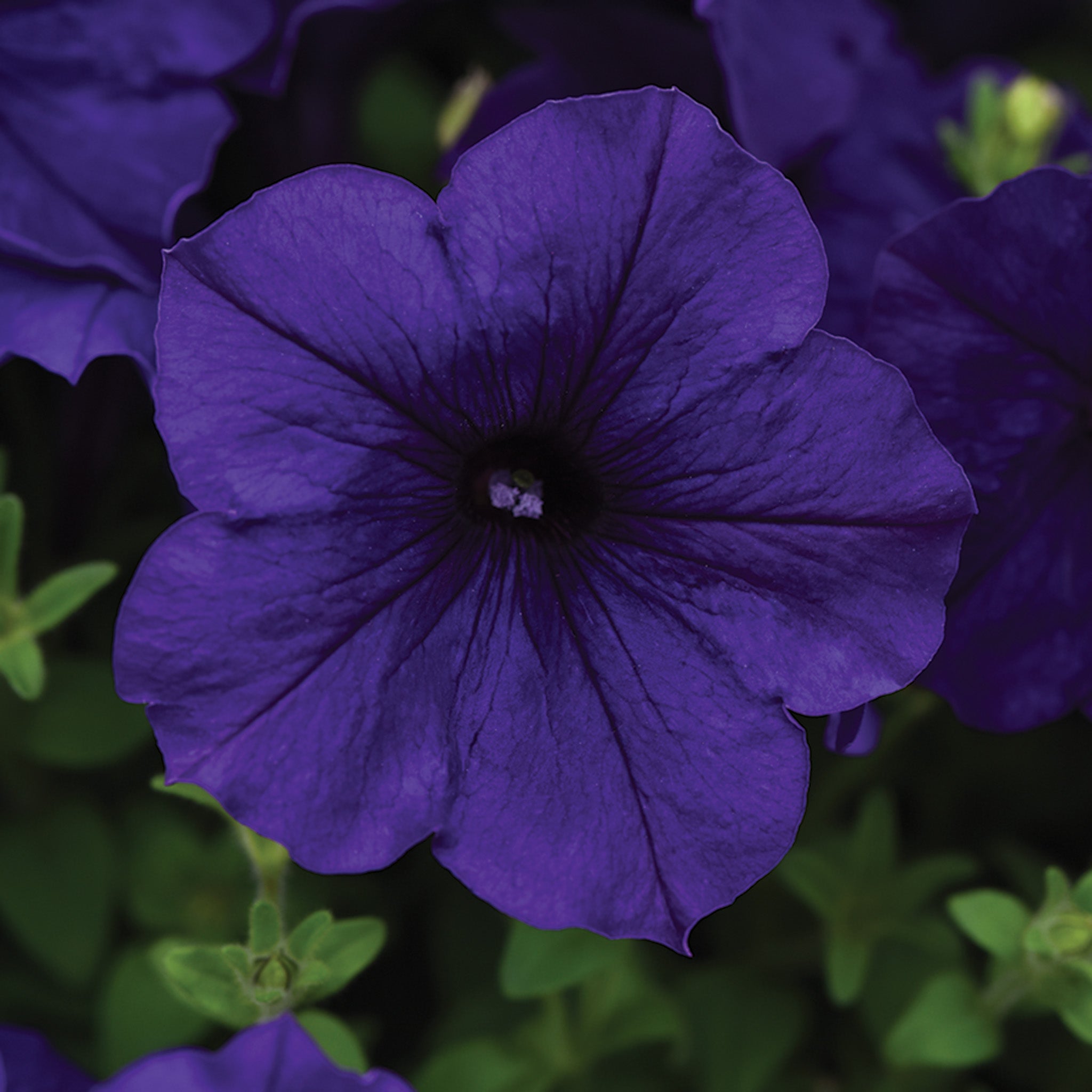 Petunia, E3 Easy Wave® Blue Hybrid