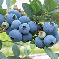 Blueberry, Sweetheart