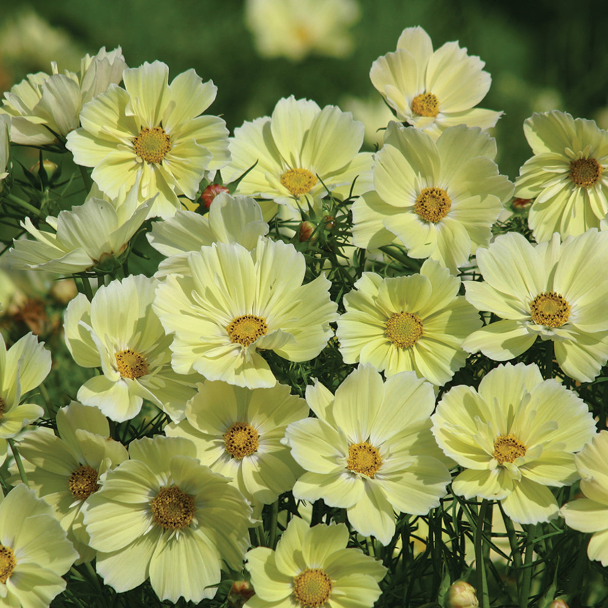 Cosmos, Xanthos