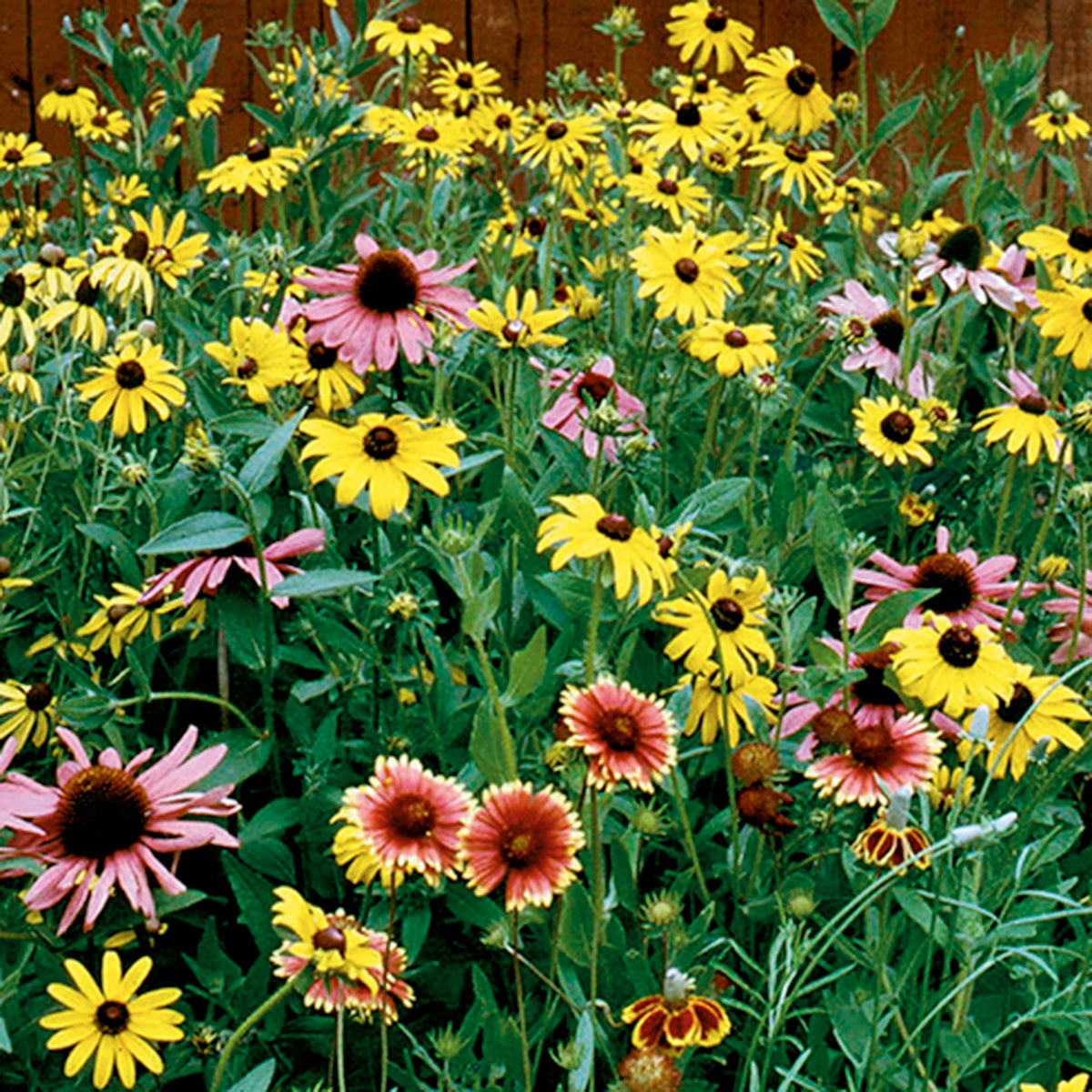 Wildflower, Native Perennial Mix