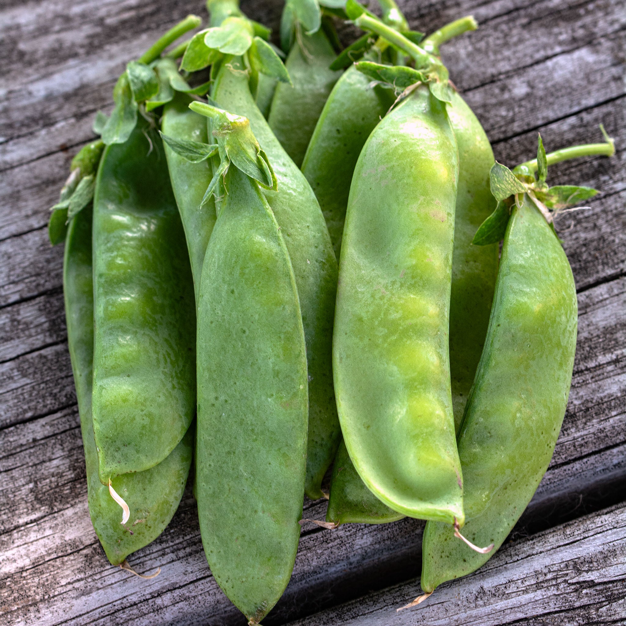 Pea, Oregon Giant Organic