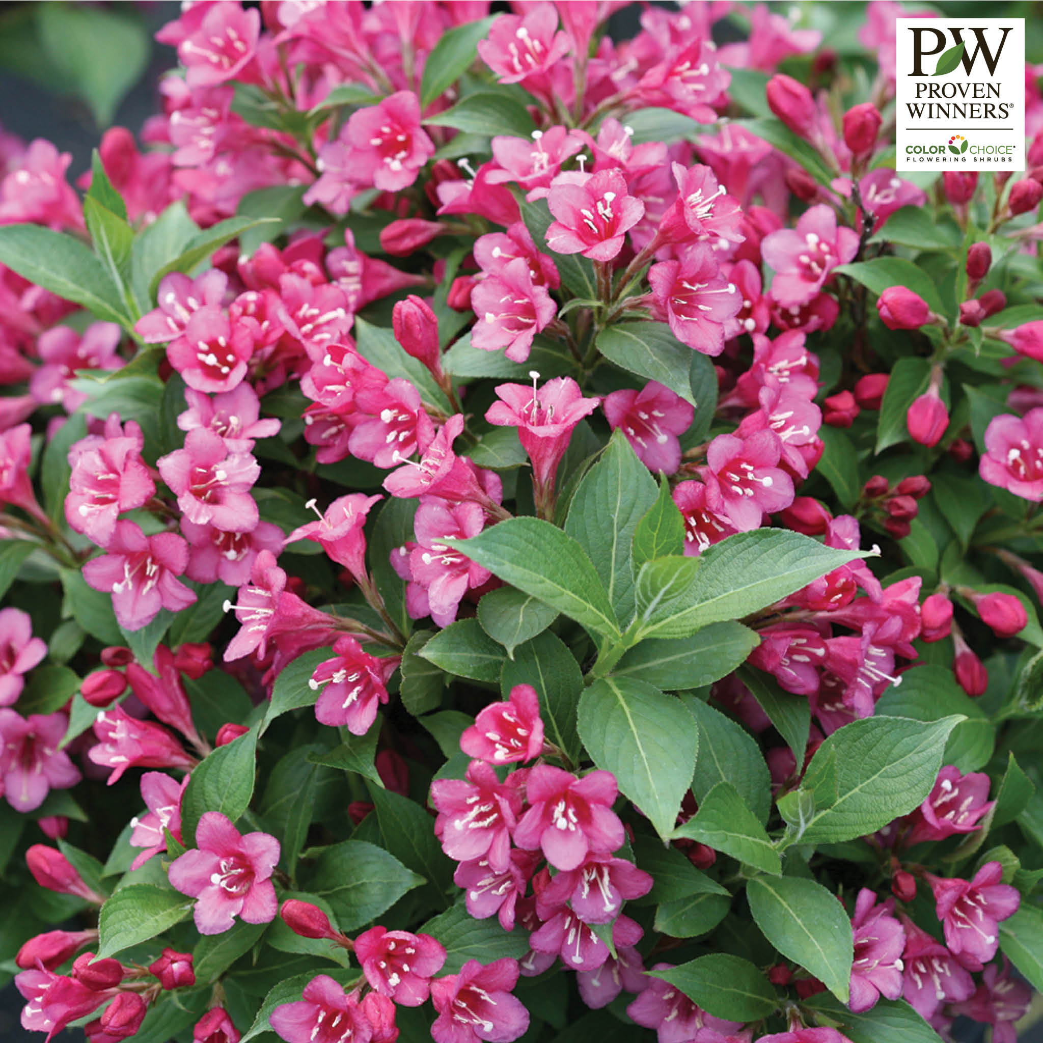 Weigela, Snippet®, Dark Pink