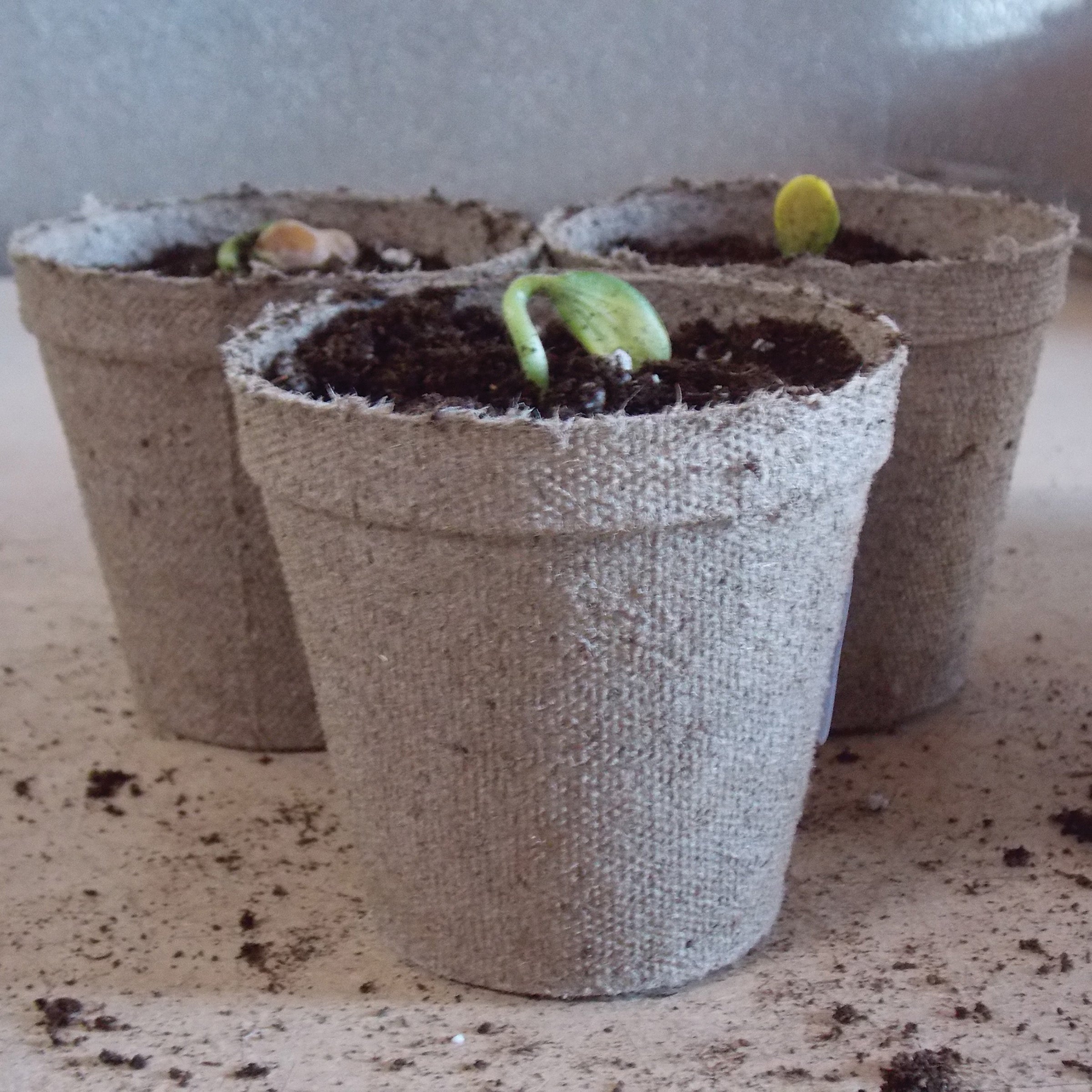 Jiffy® Peat Pots, 3 Inch Round