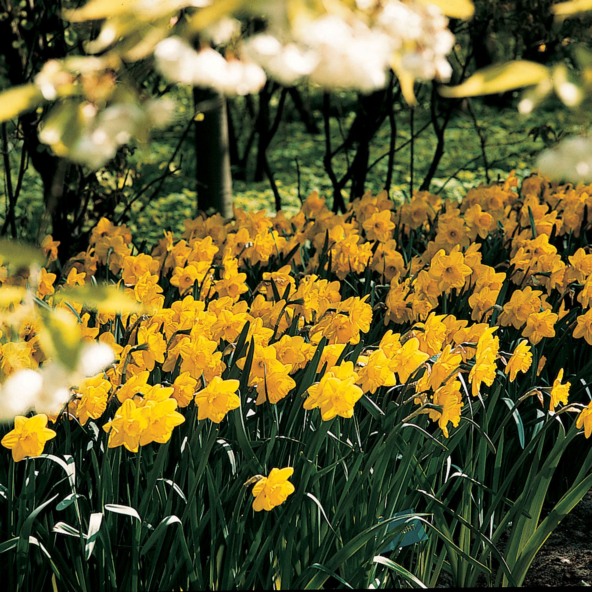 Daffodil, Naturalizing Yellow Trumpet Mix, 25 Pack