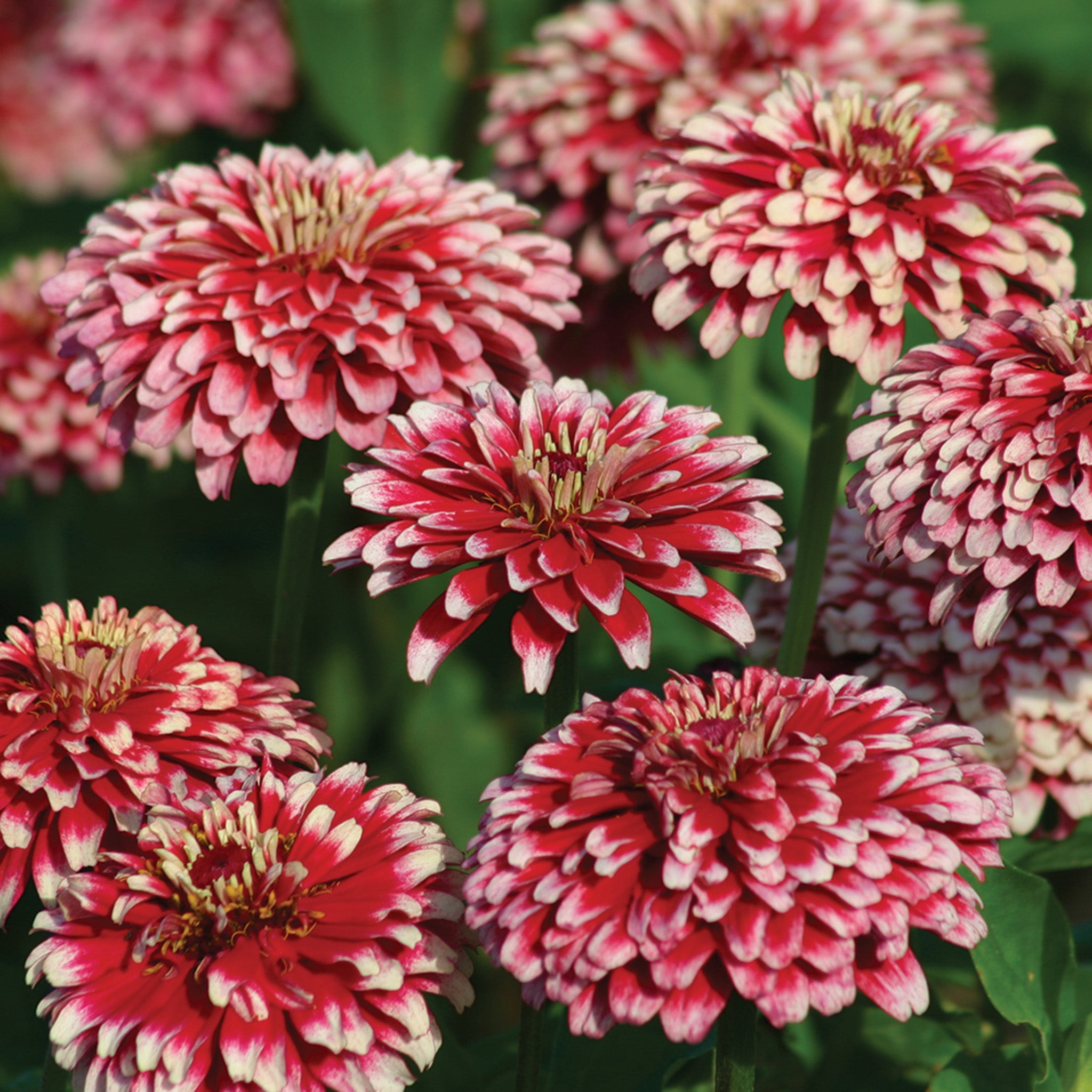 Zinnia, Mazurkia