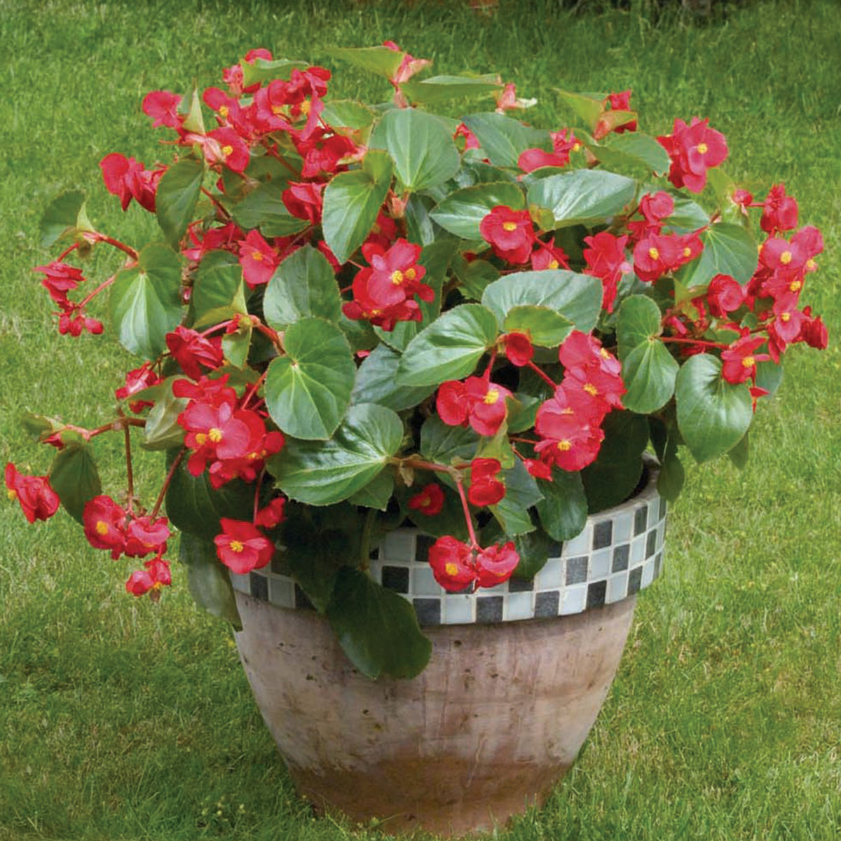 Begonia, Big® Red with Green Leaf Hybrid