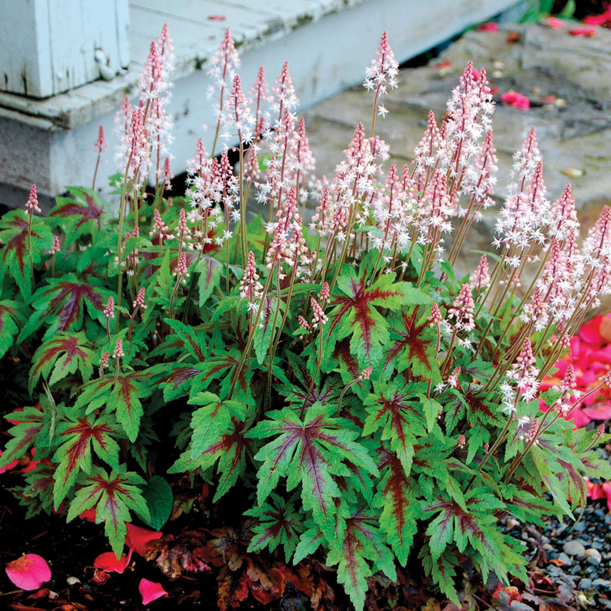 Tiarella, Sugar & Spice
