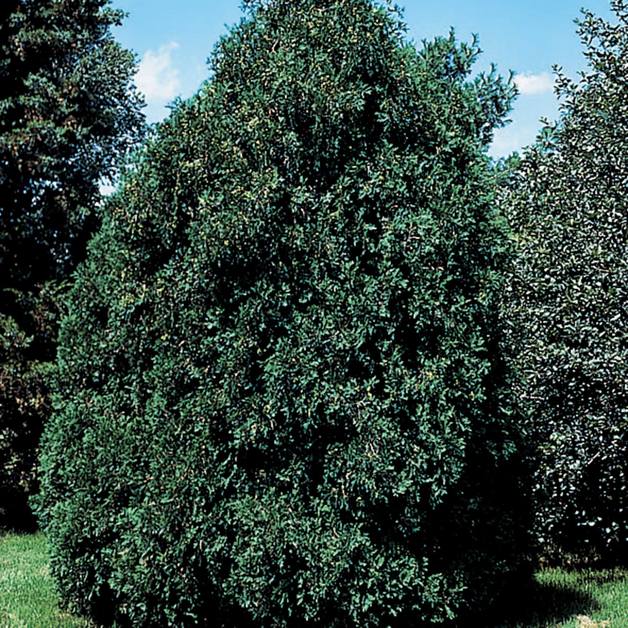 Arborvitae, Techny
