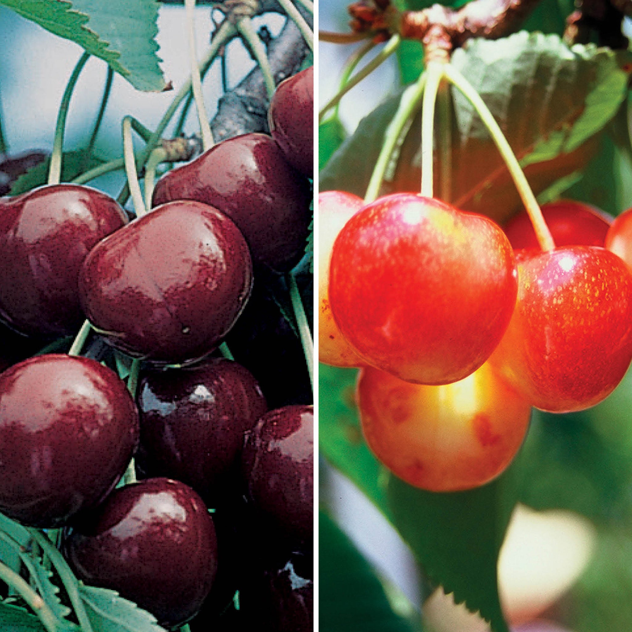 Sweet Cherry Offer