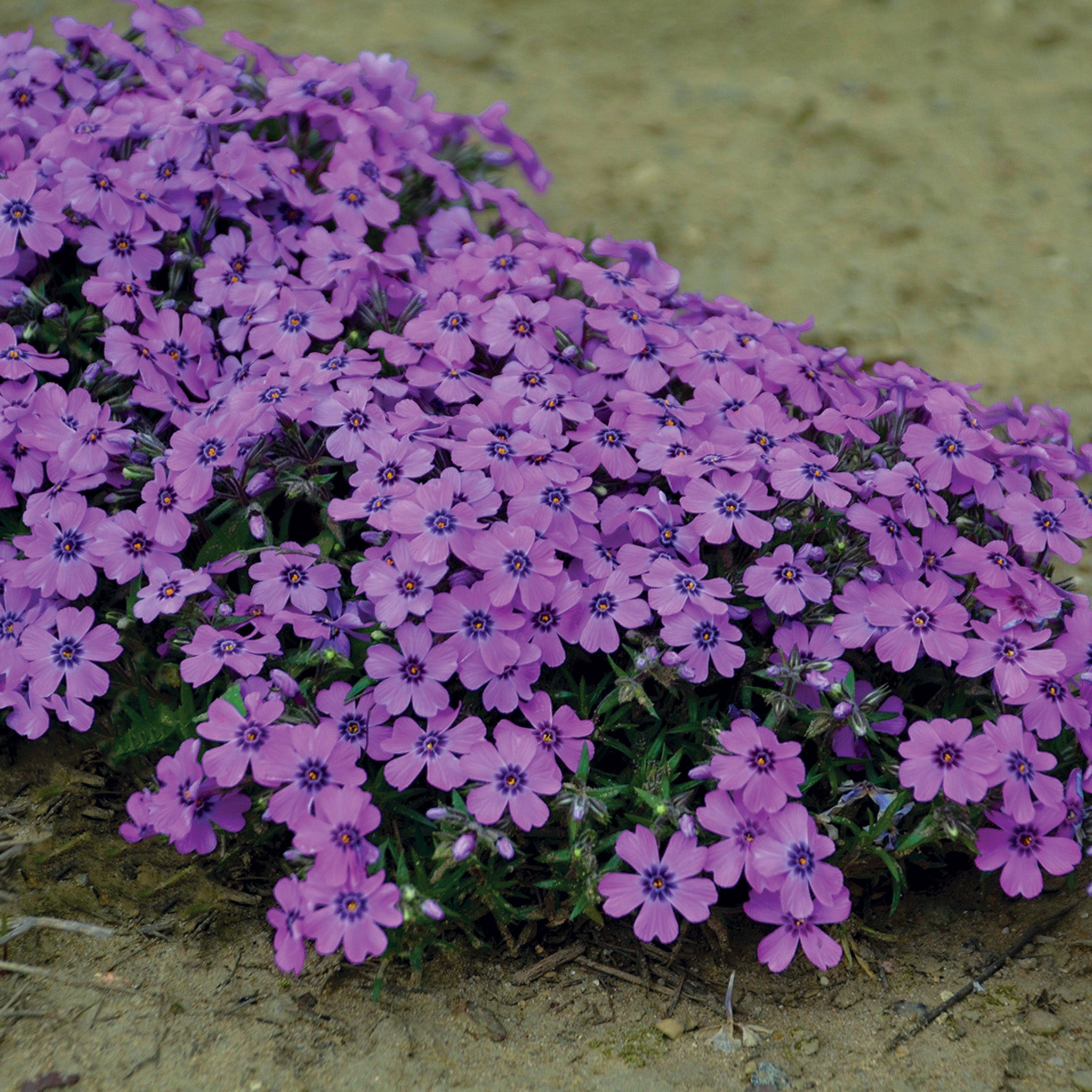 Phlox, Creeping, Eye Shadow