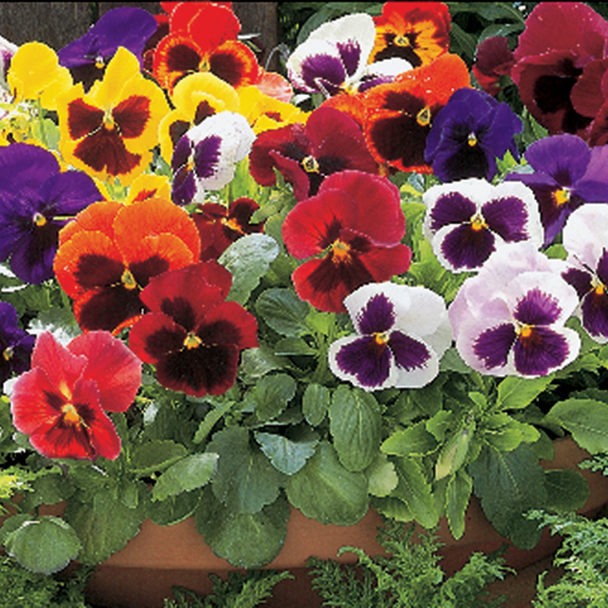 Pansy, Super Swiss Giant Mix