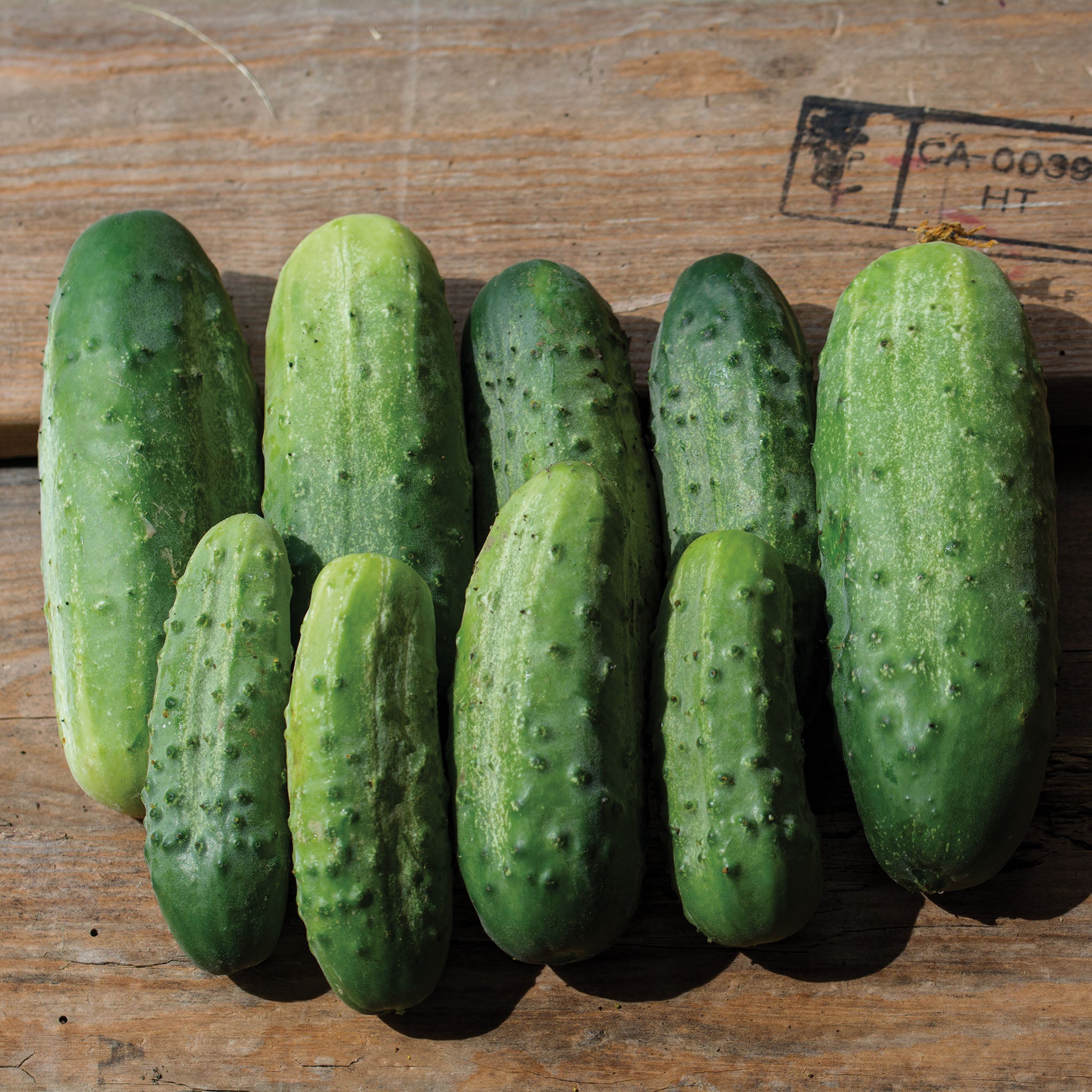 Cucumber, Bush Pickle