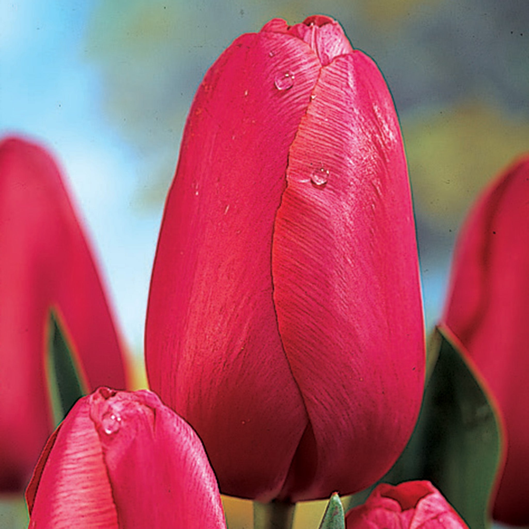 Tulip, Renown, 10 Pack