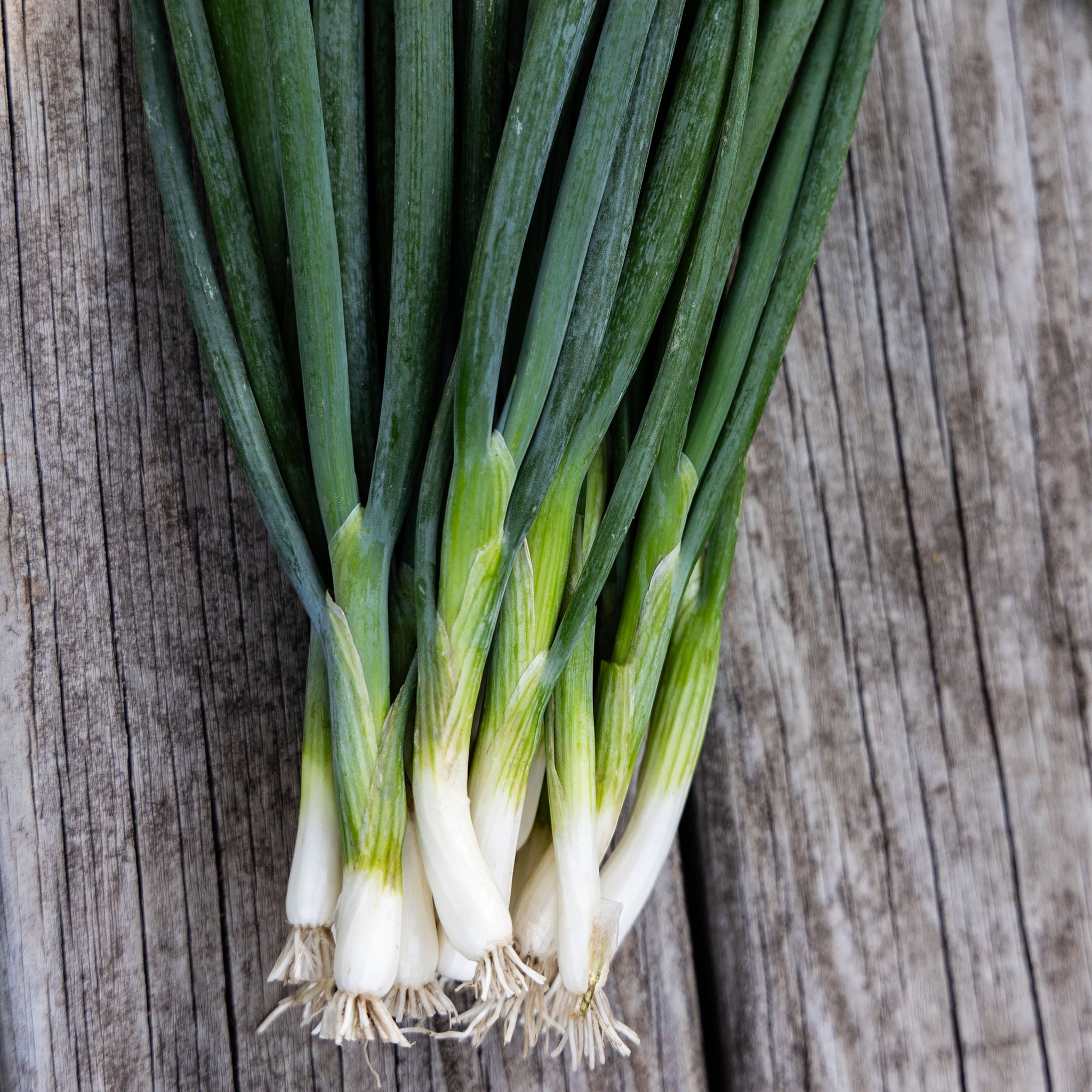 Onion – Jung Seed Company